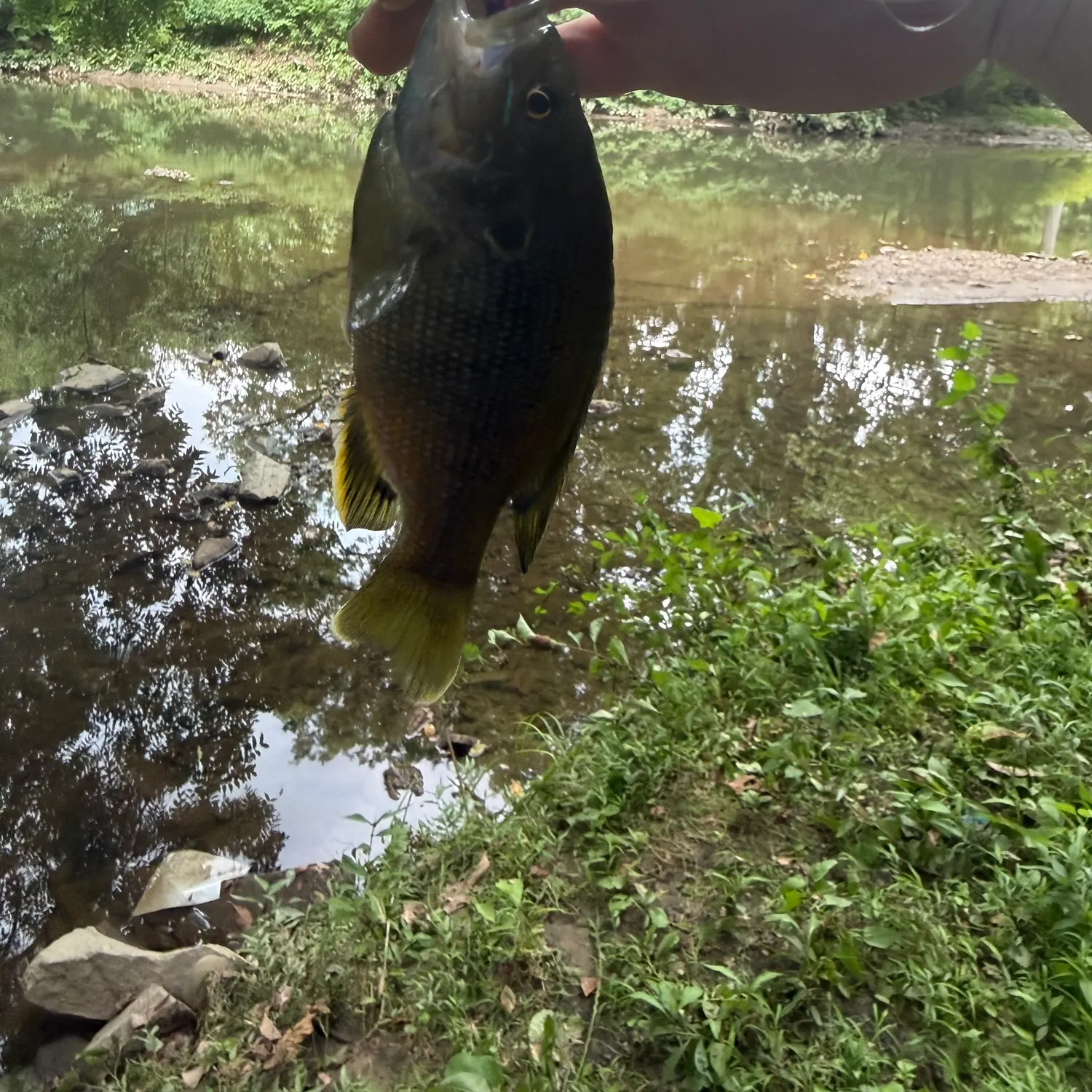 The most recent Green sunfish catches on Fishbrain