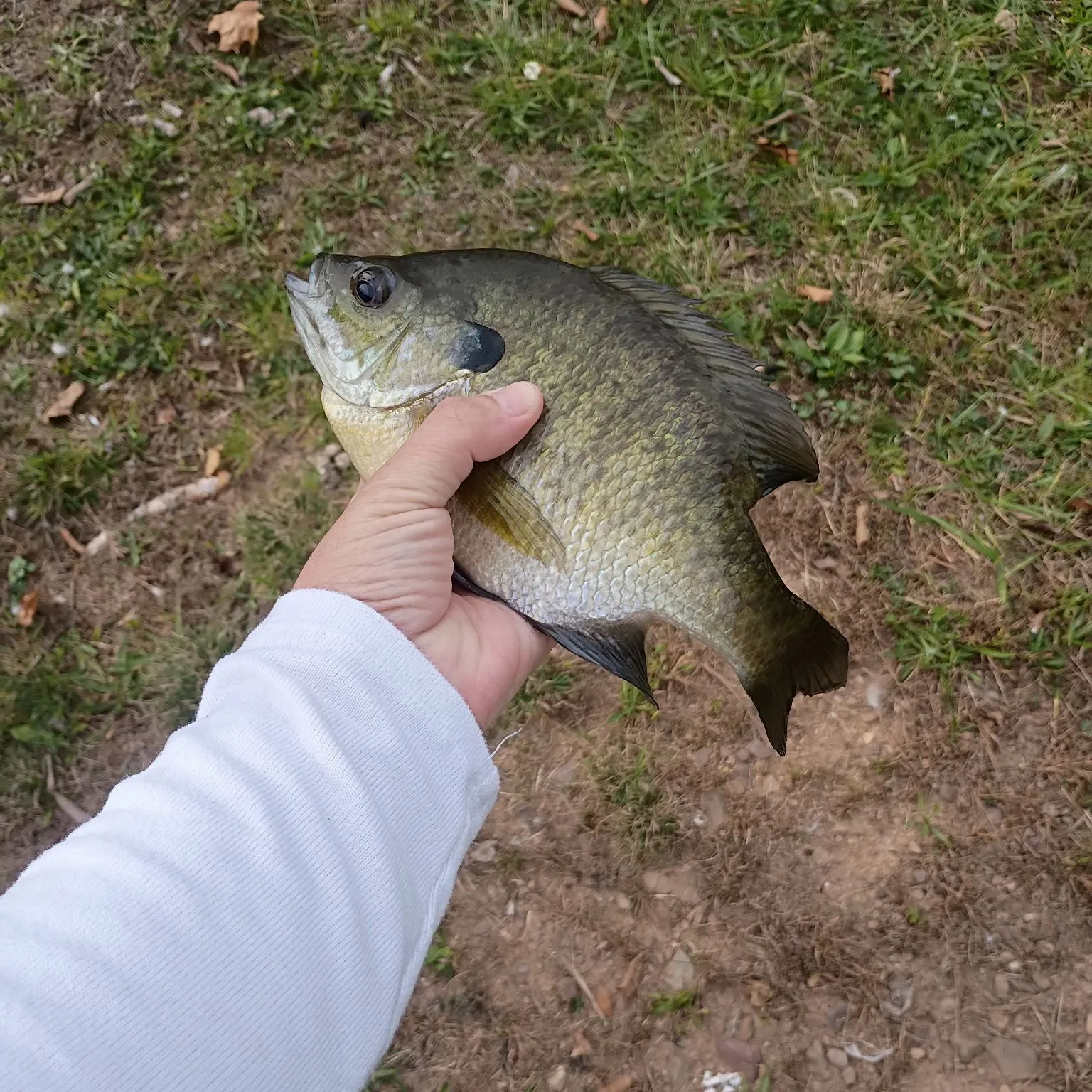 Fish caught on Fishbrain