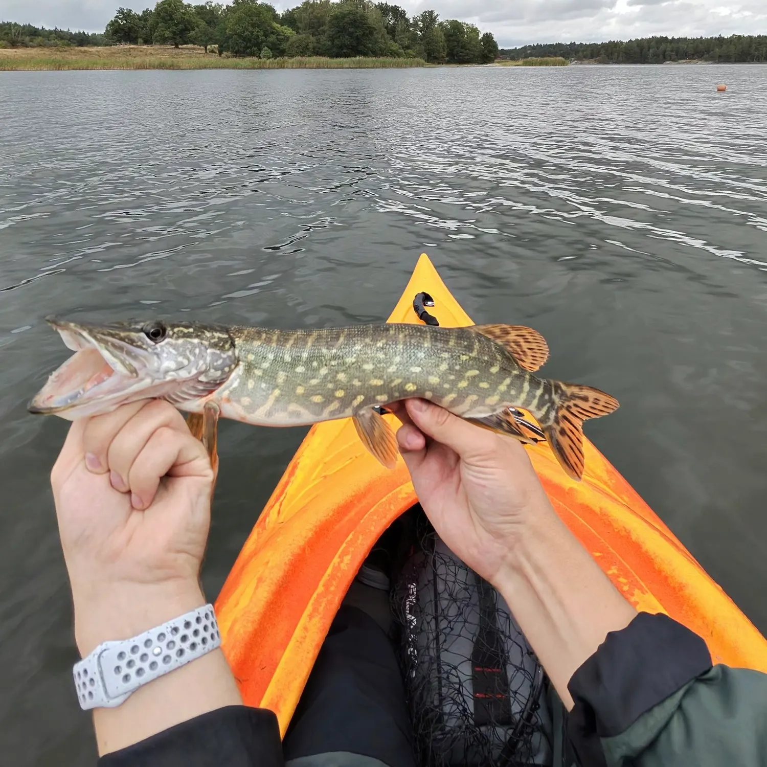 Northern pike caught on Fishbrain