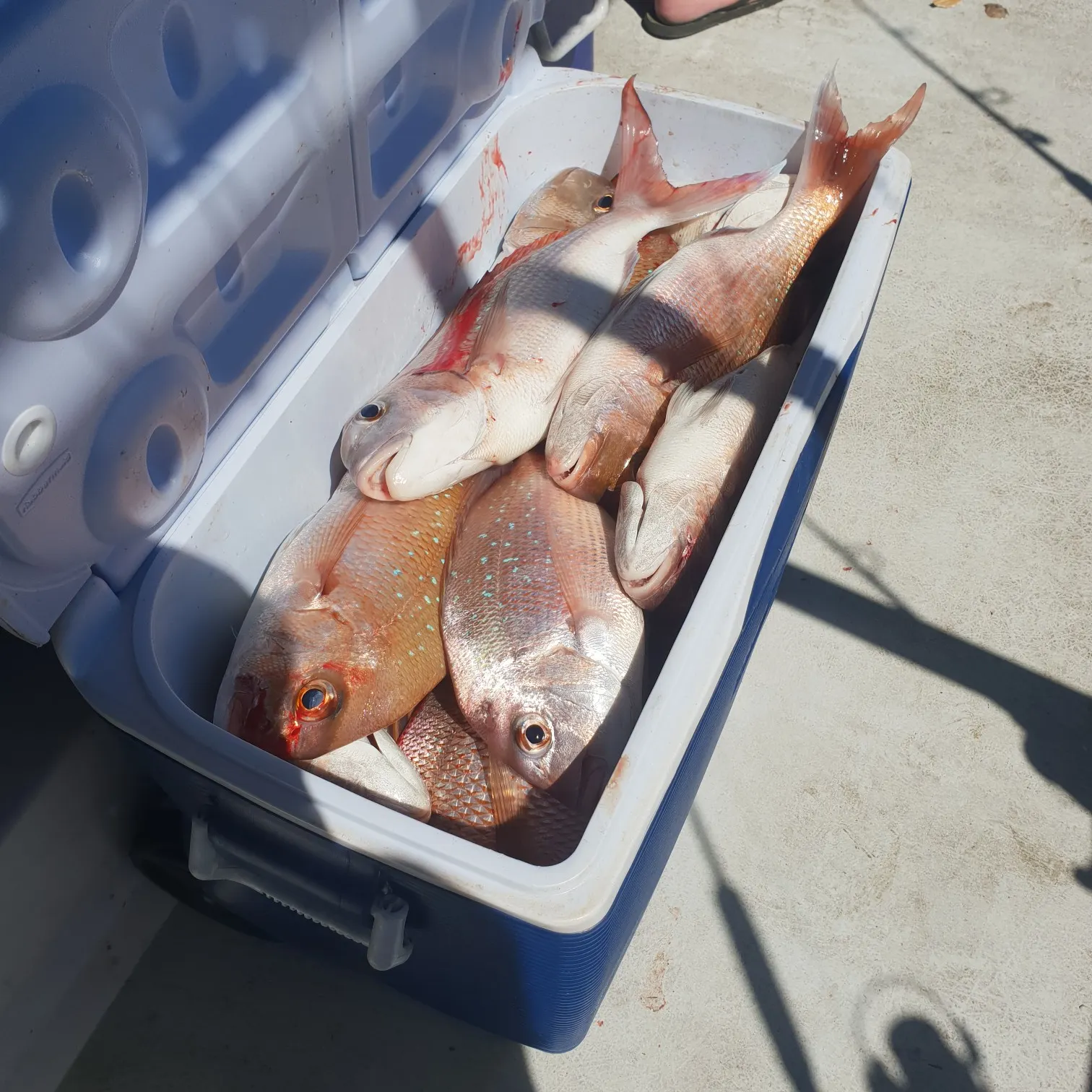 recently logged catches