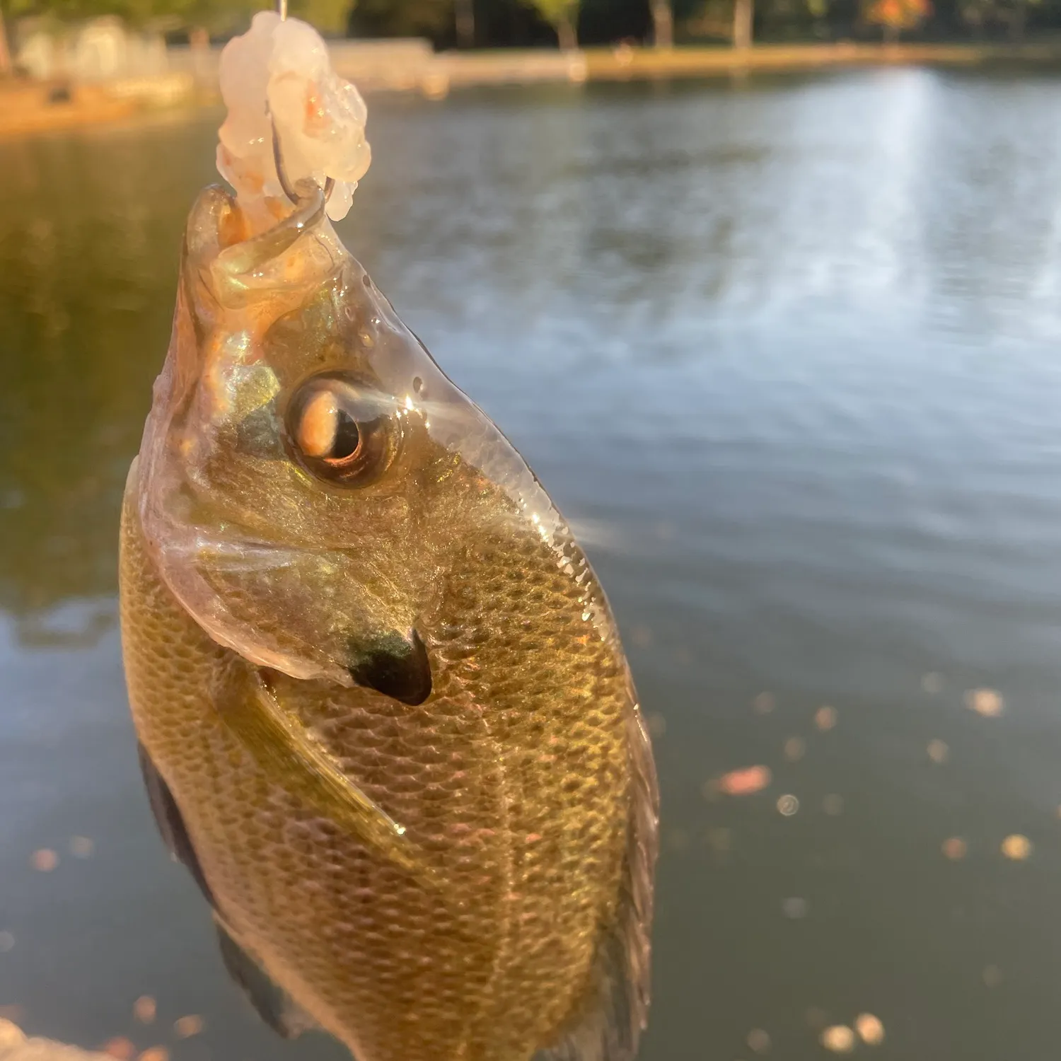Bluegill caught on Fishbrain