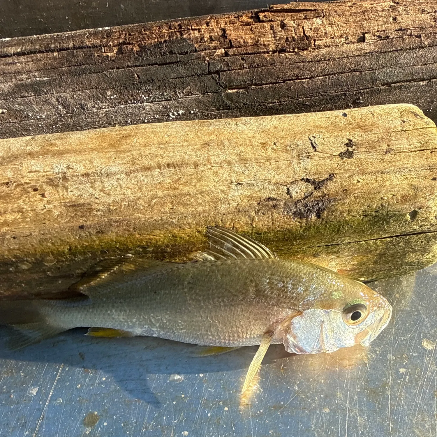 Silver perch caught on Fishbrain