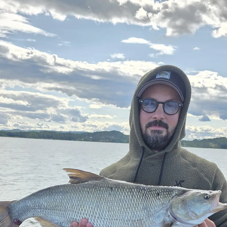 Asp caught on Fishbrain