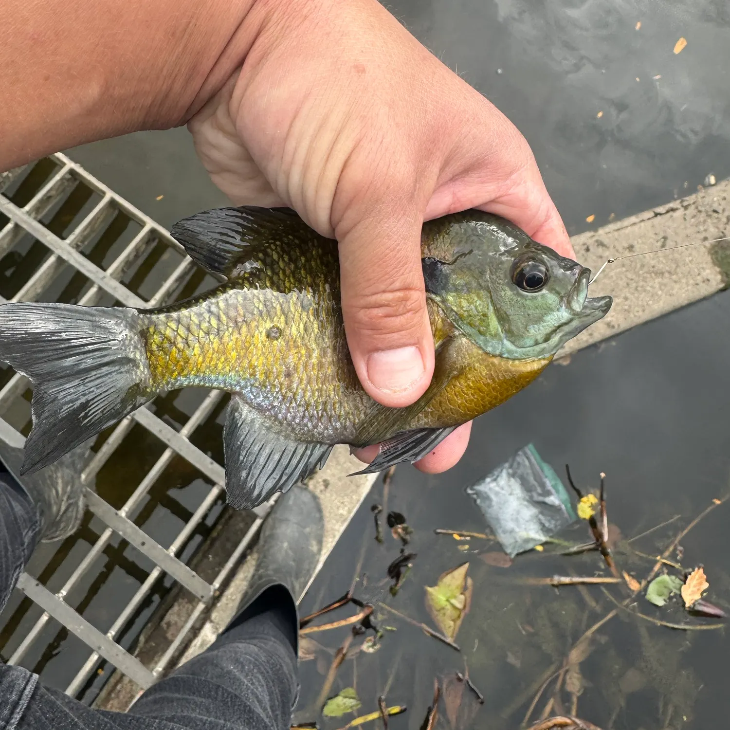 Bluegill caught on Fishbrain