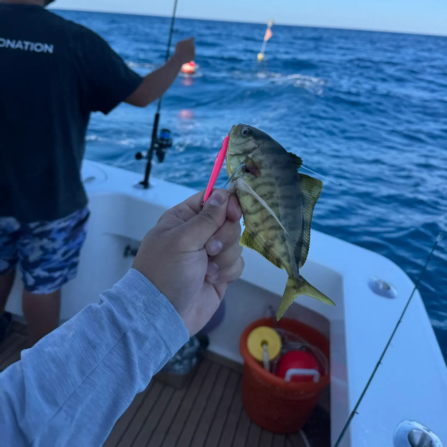 The most recent Banded Rudderfish catches on Fishbrain