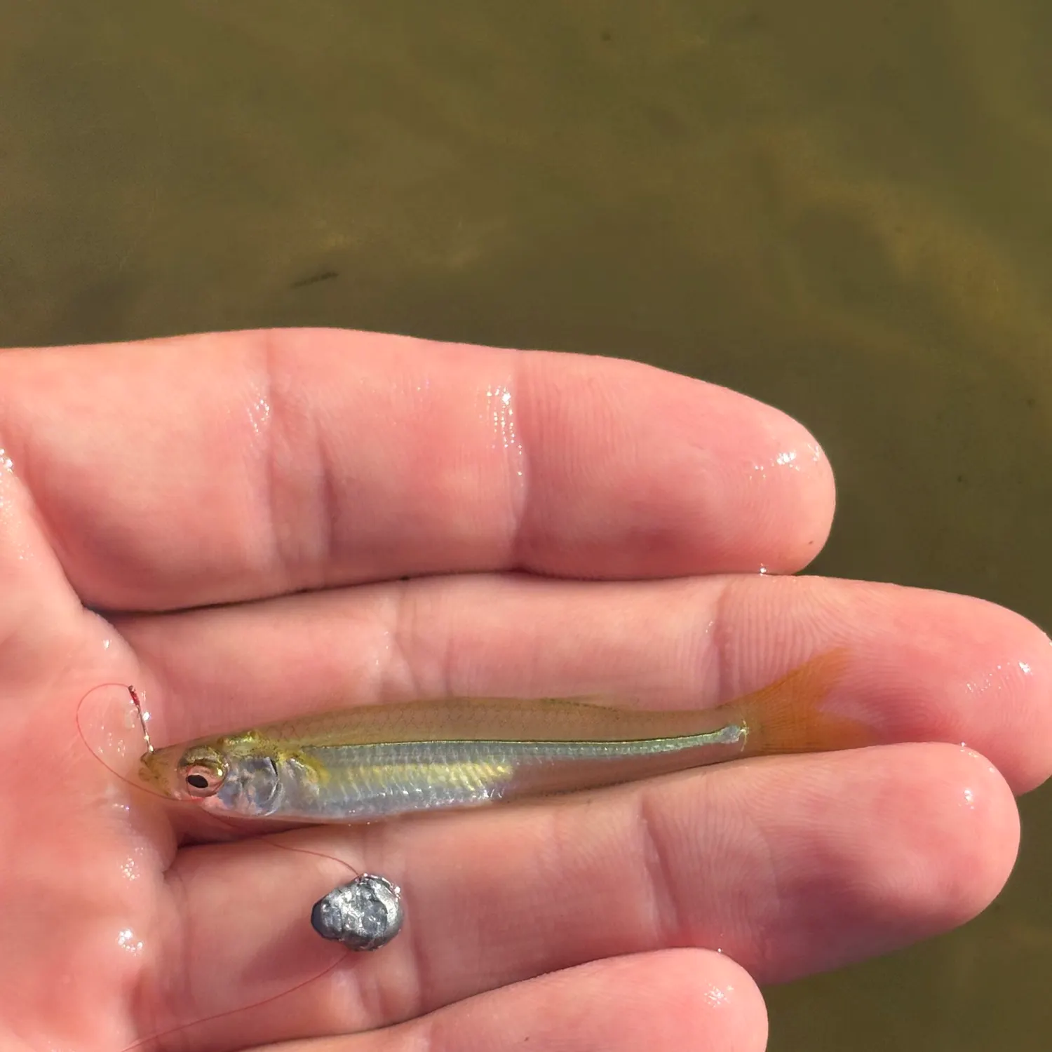 The most recent Tidewater silverside catches on Fishbrain