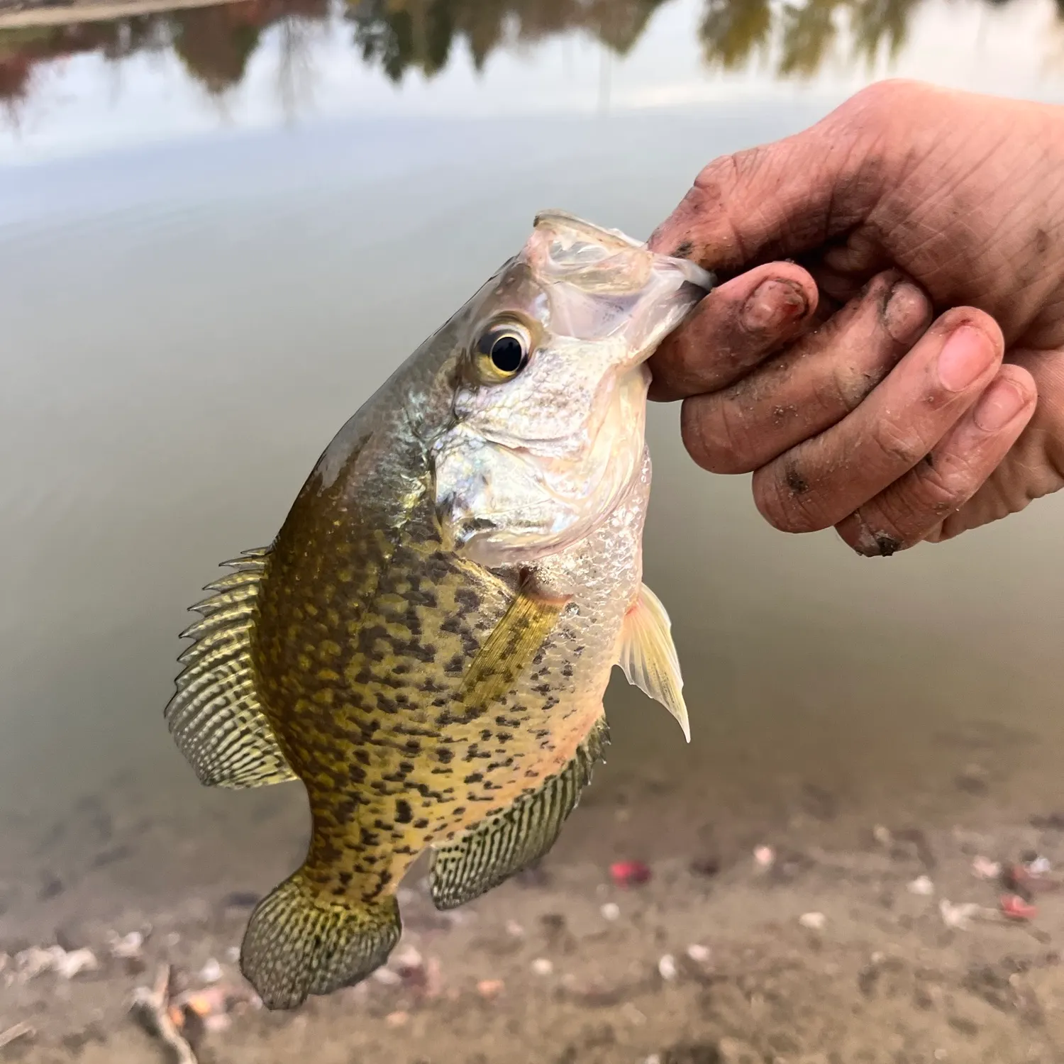 Black crappie caught on Fishbrain
