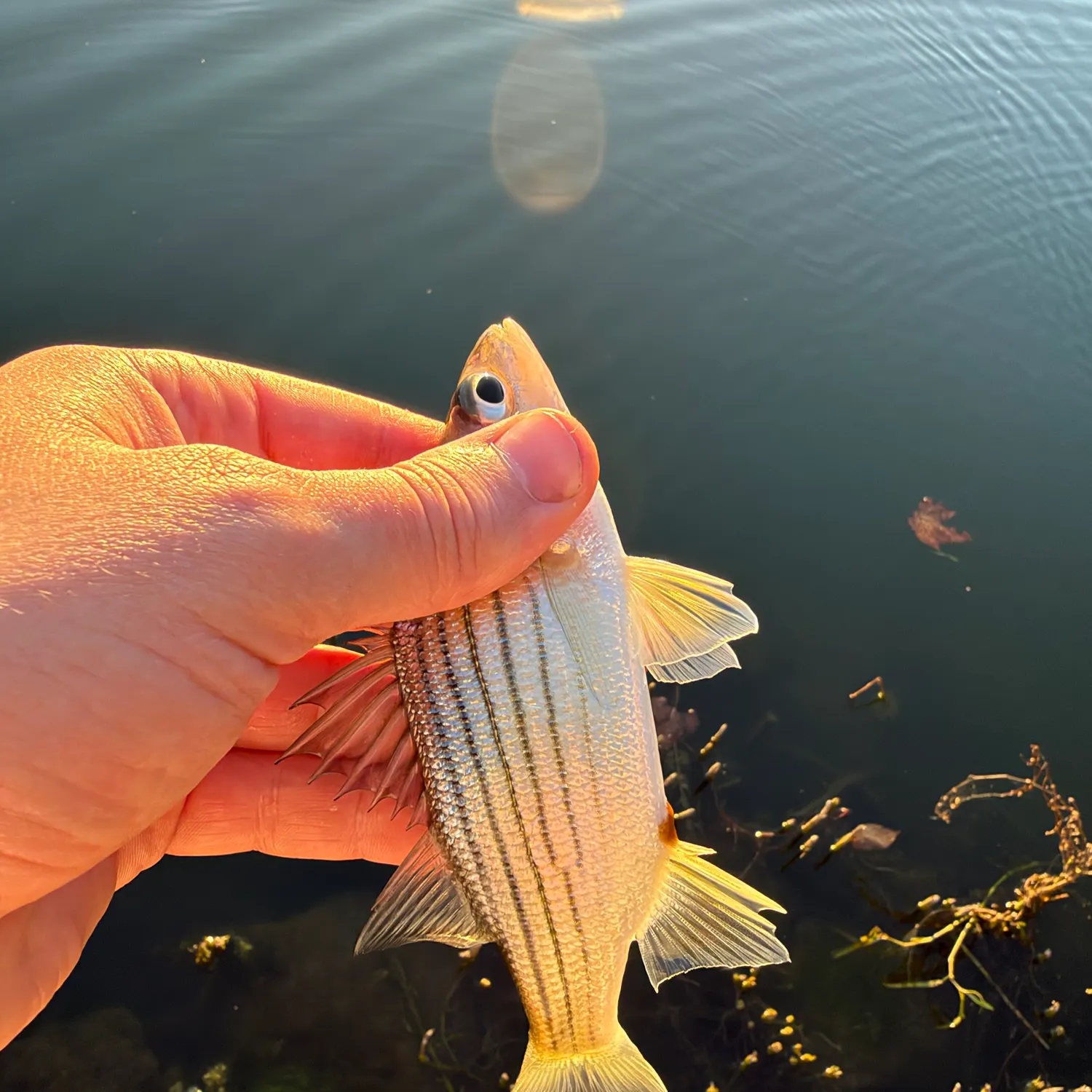 Yellow bass caught on Fishbrain