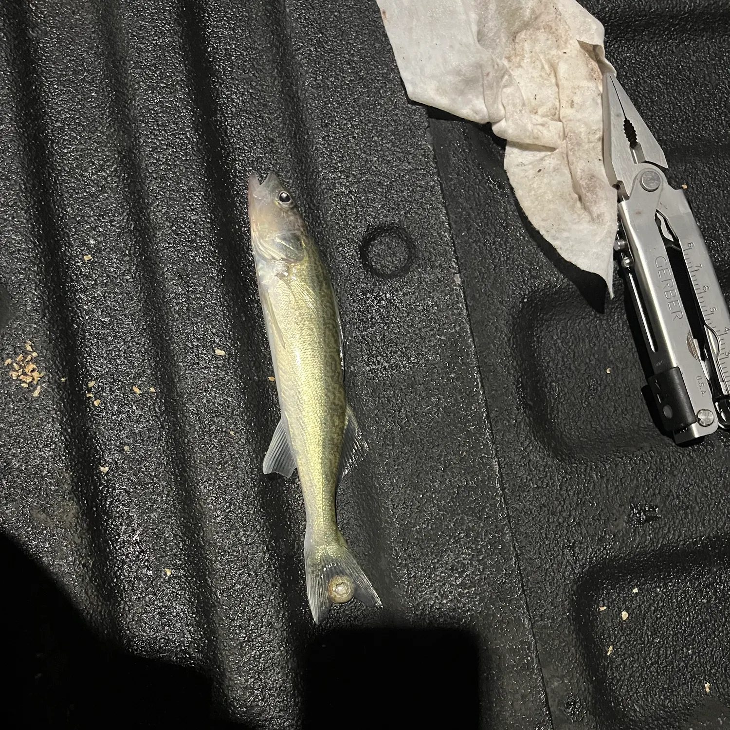 Walleye caught on Fishbrain