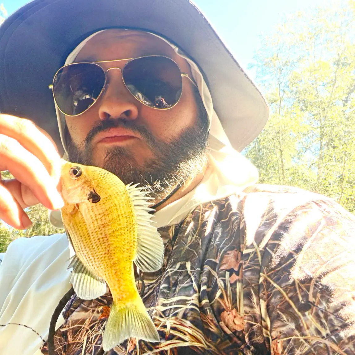 Bluegill caught on Fishbrain