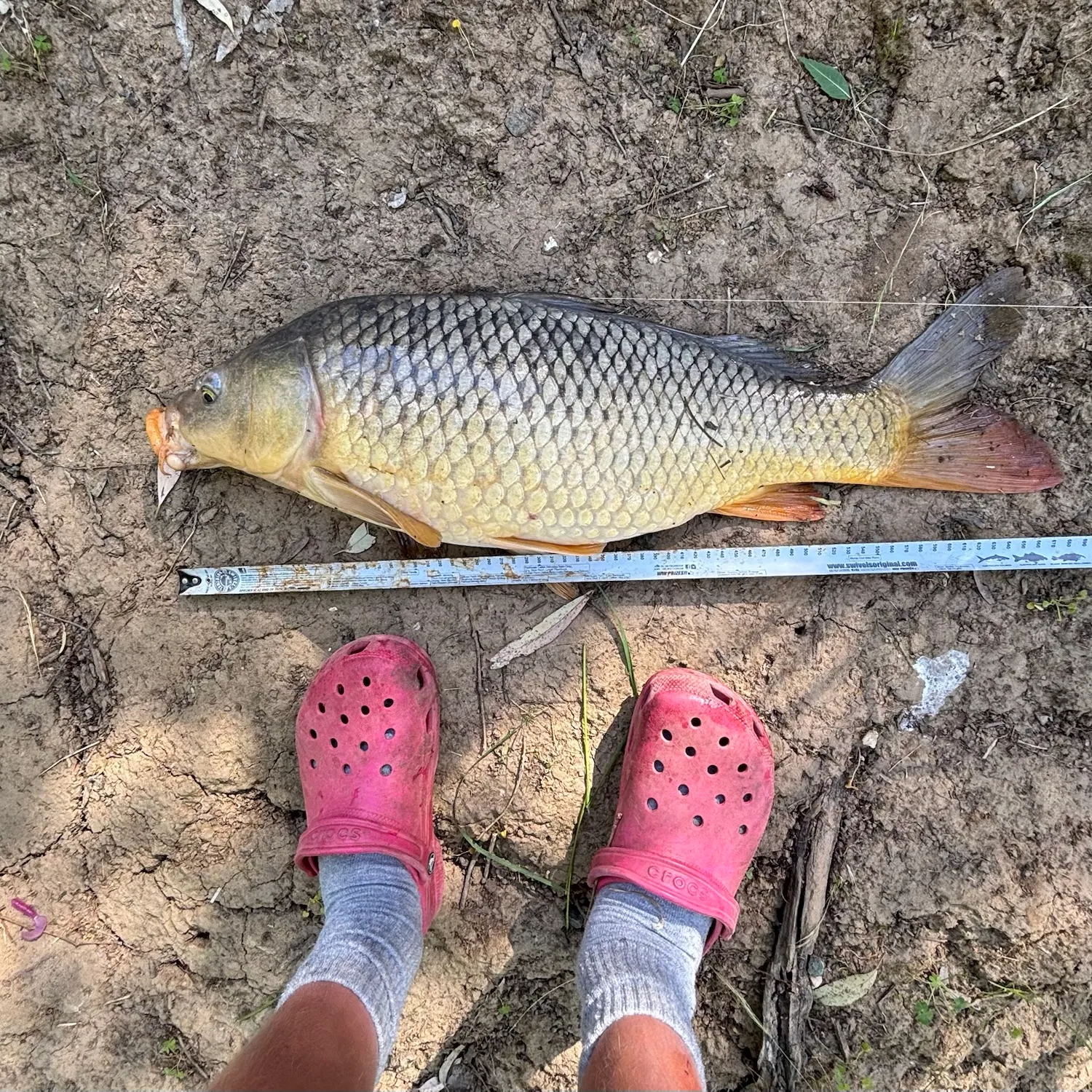 Common carp caught on Fishbrain