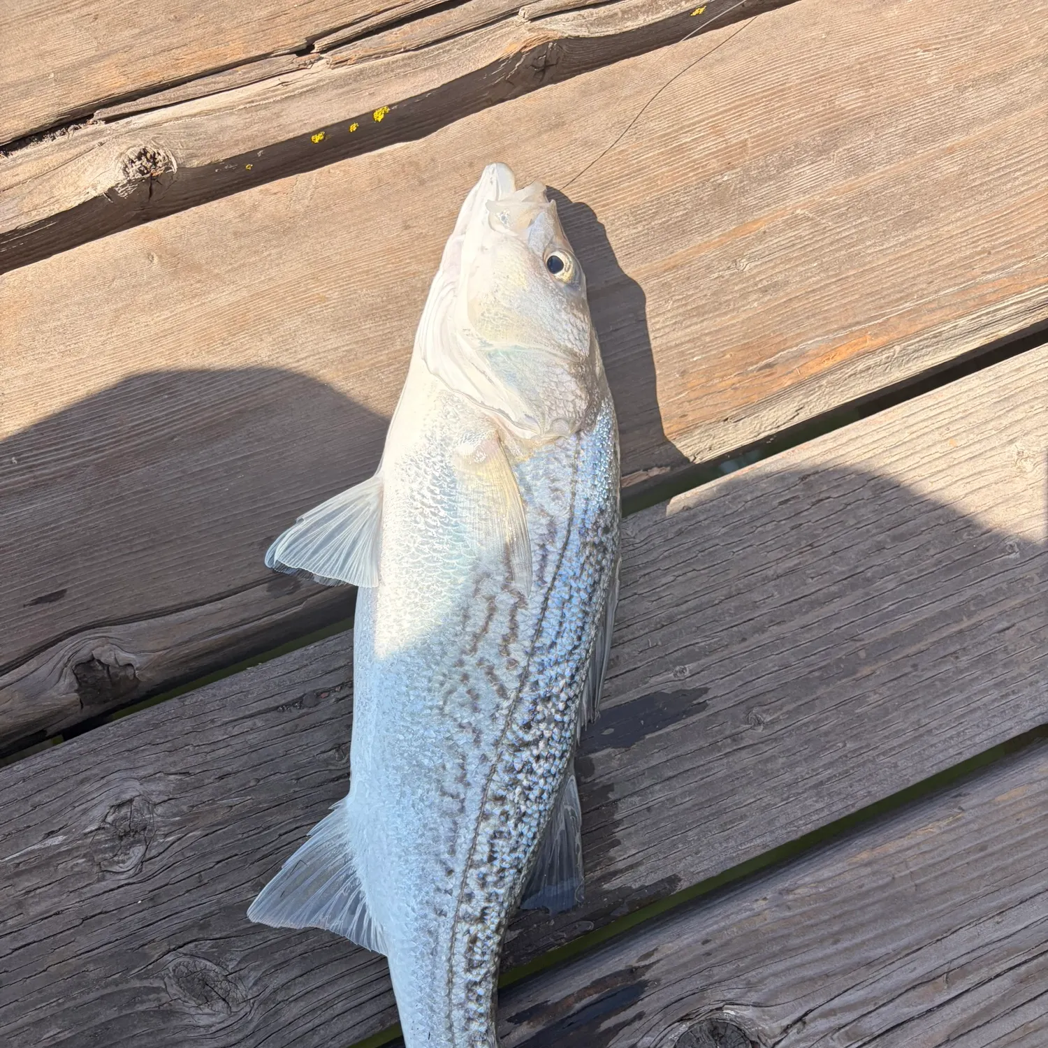 Striped bass caught on Fishbrain