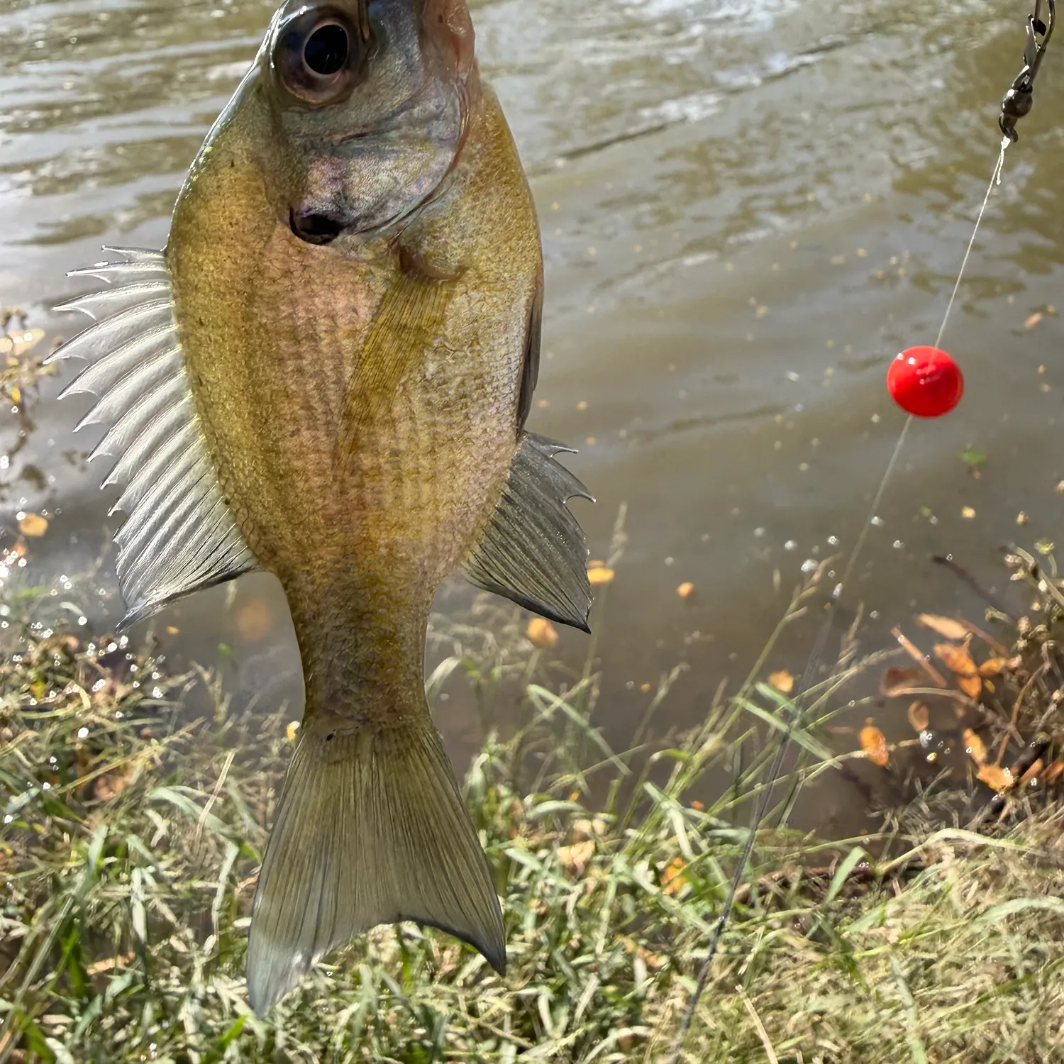 Bluegill caught on Fishbrain
