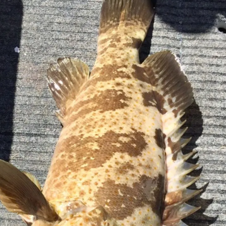 Fish caught on Fishbrain