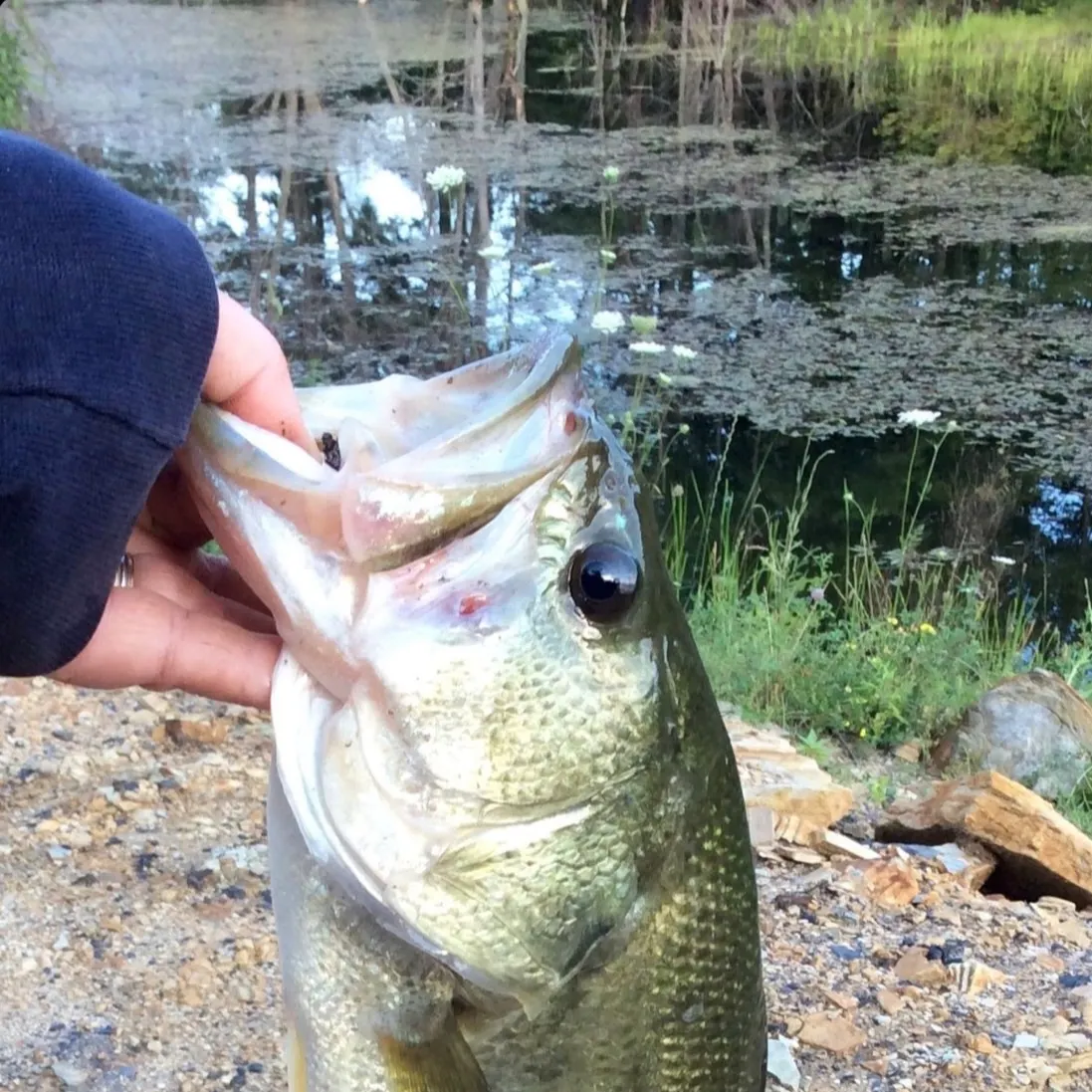 Largemouth bass caught on Fishbrain