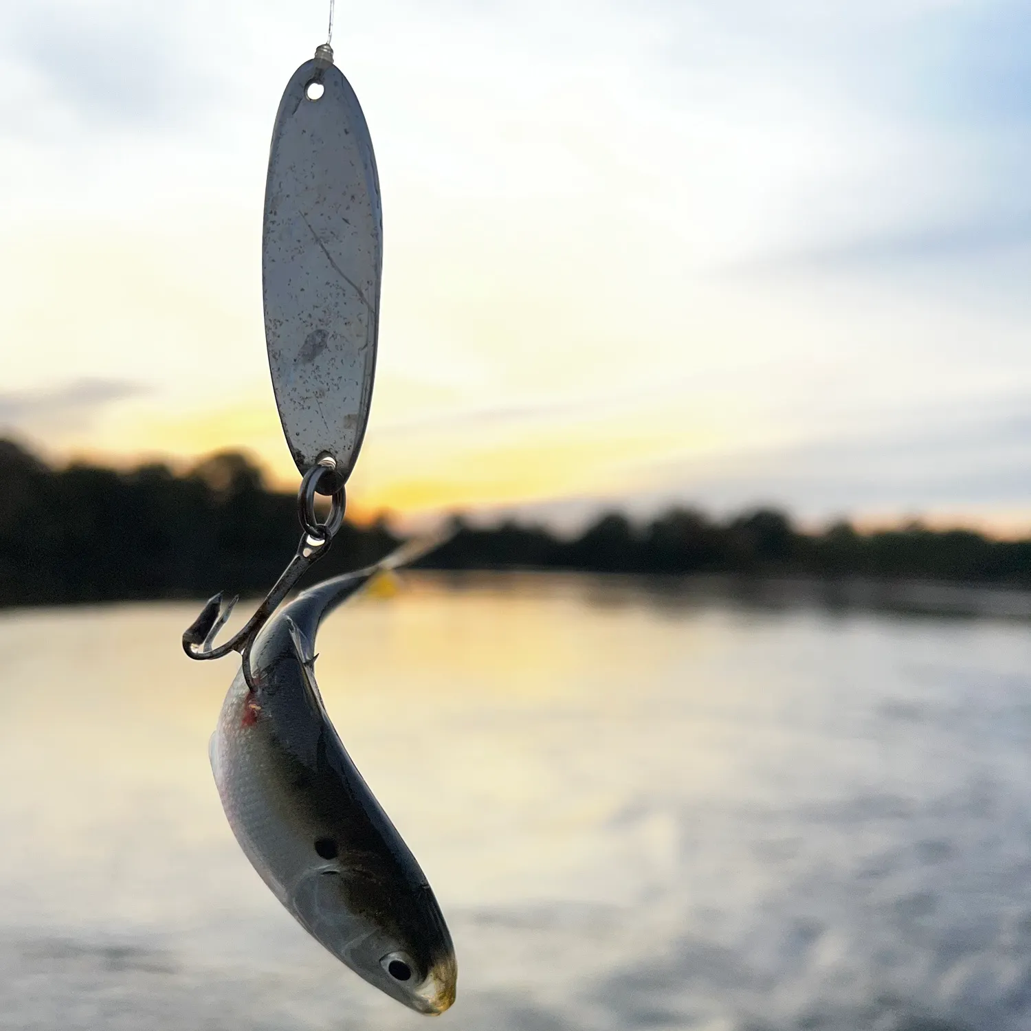 The most recent Atlantic menhaden catches on Fishbrain