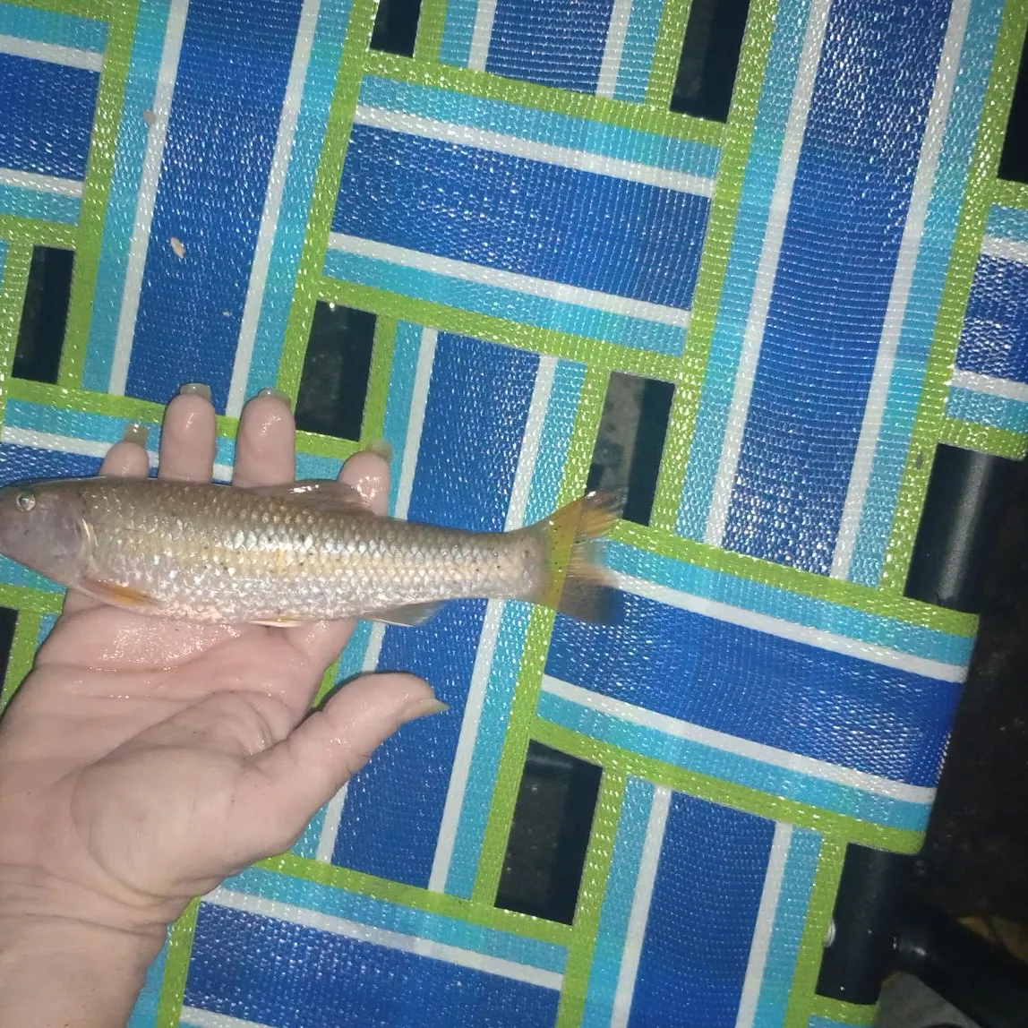 The most recent Bluehead chub catches on Fishbrain