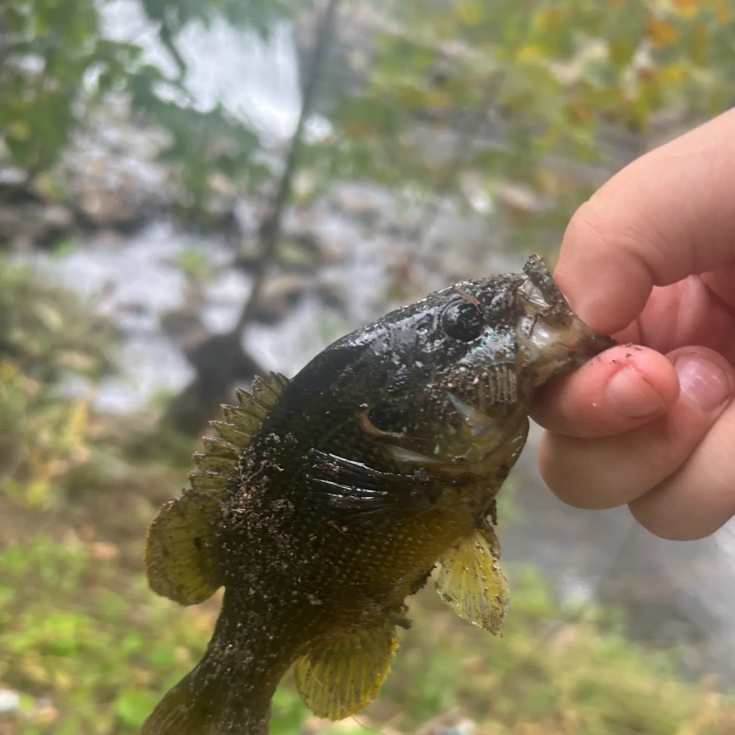 Green sunfish caught on Fishbrain