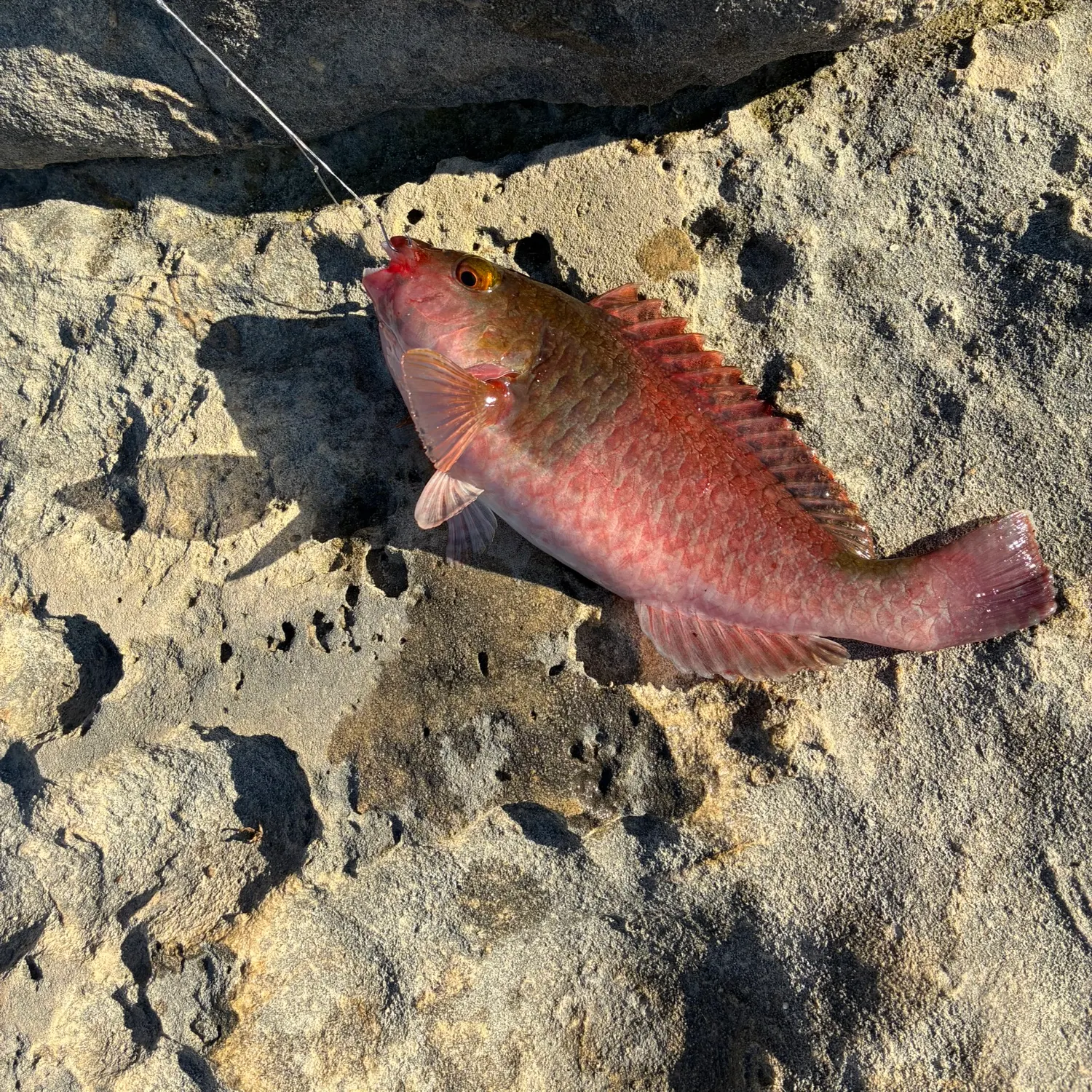 The most recent Mediterranean parrotfish catches on Fishbrain