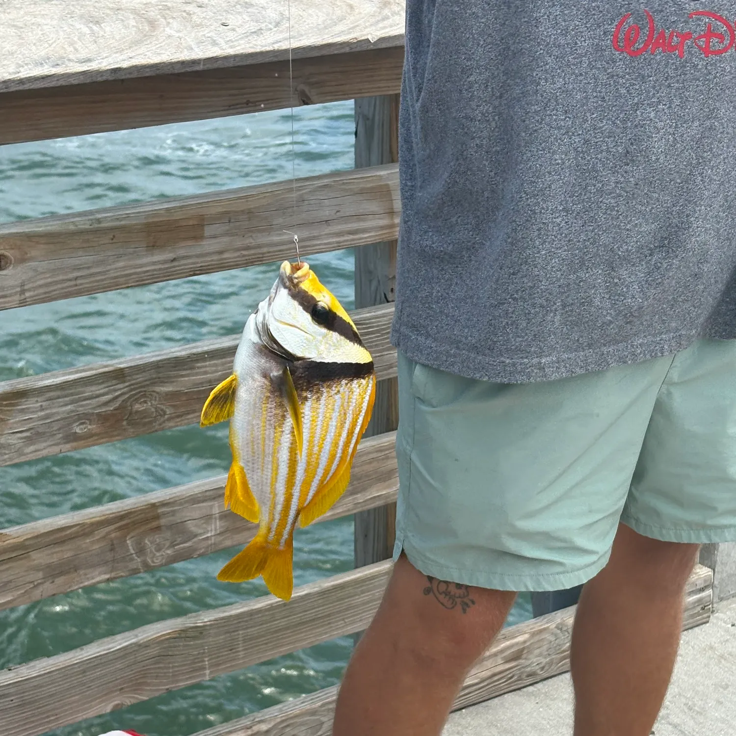 The most recent Atlantic porkfish catches on Fishbrain