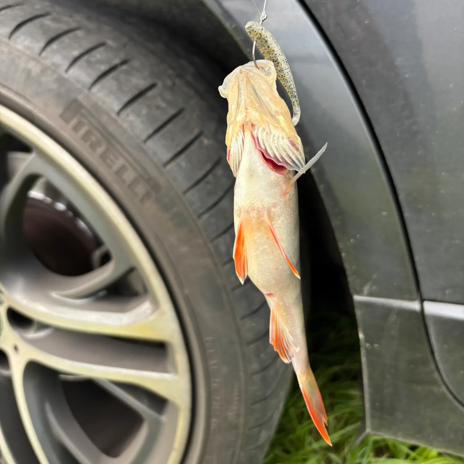 European perch caught on Fishbrain