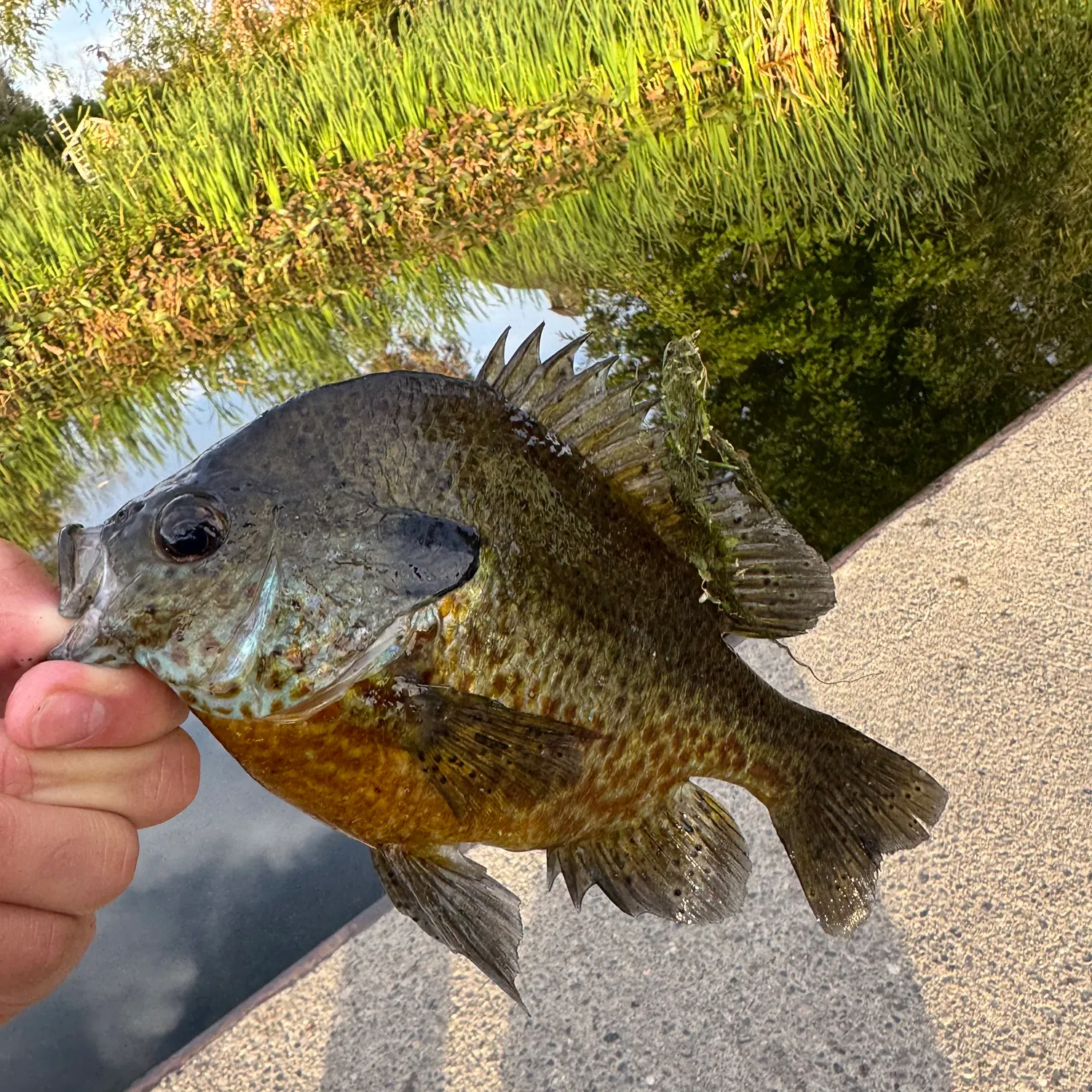 Pumpkingill hybrid caught on Fishbrain