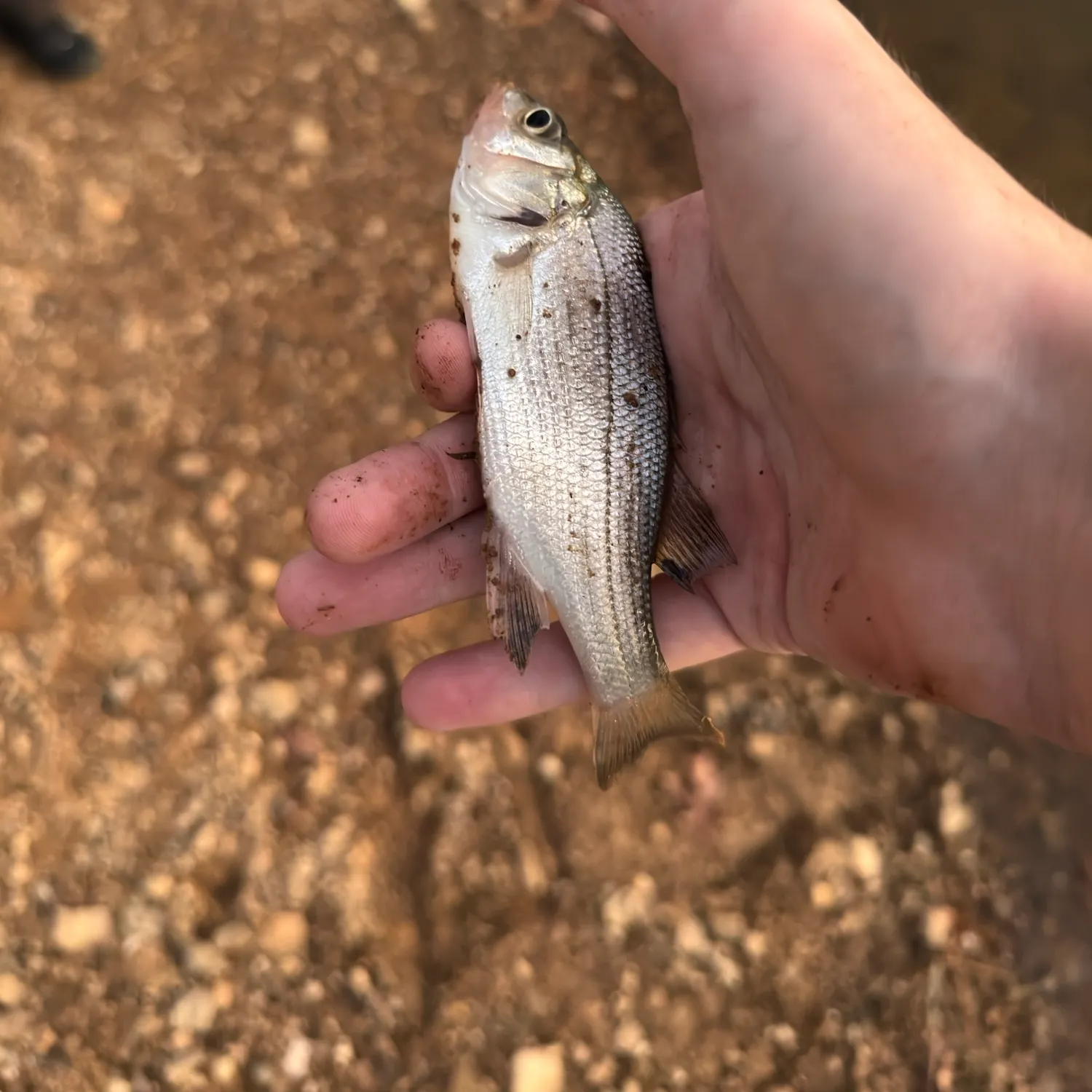 White perch caught on Fishbrain