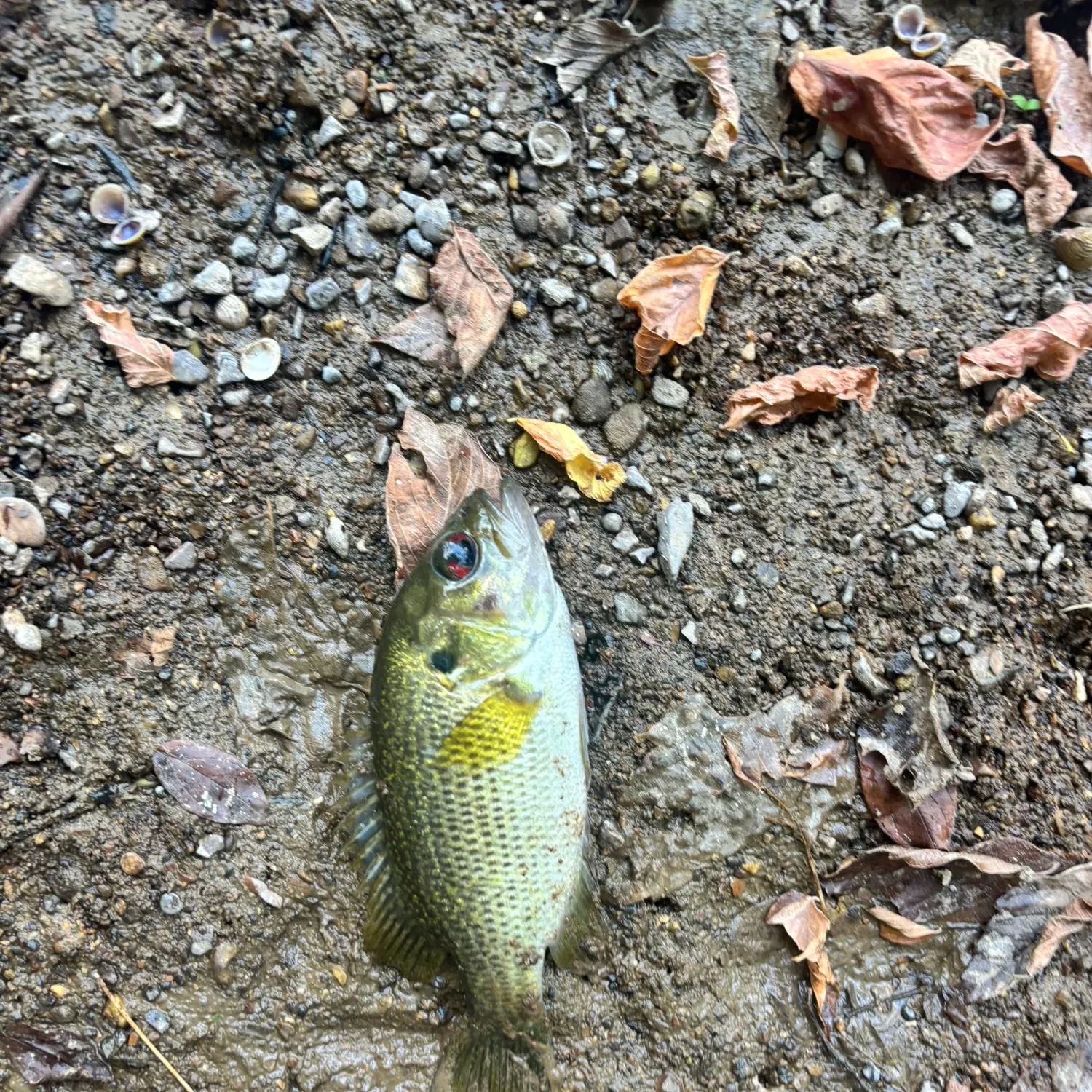 Rock bass caught on Fishbrain
