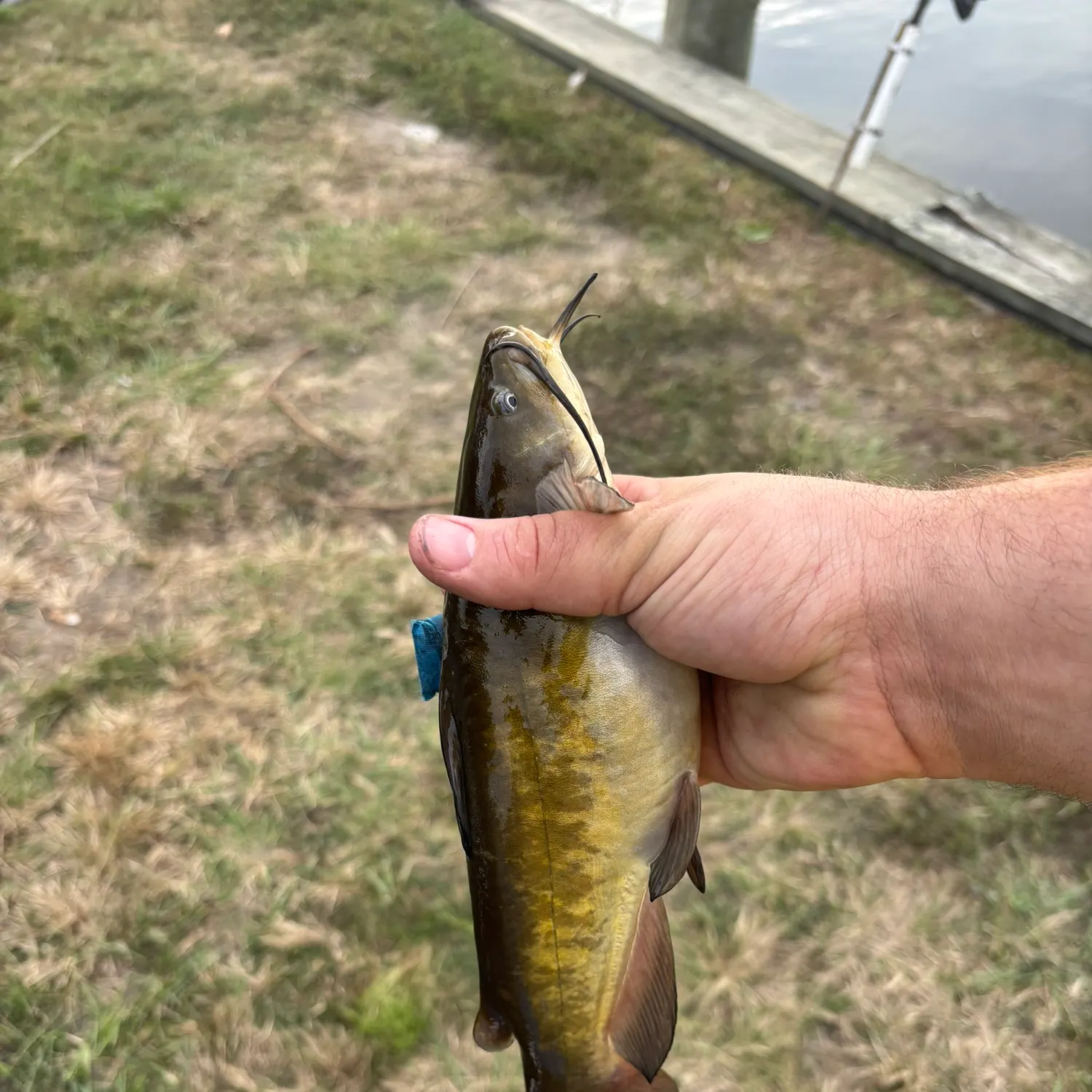 Channel catfish caught on Fishbrain