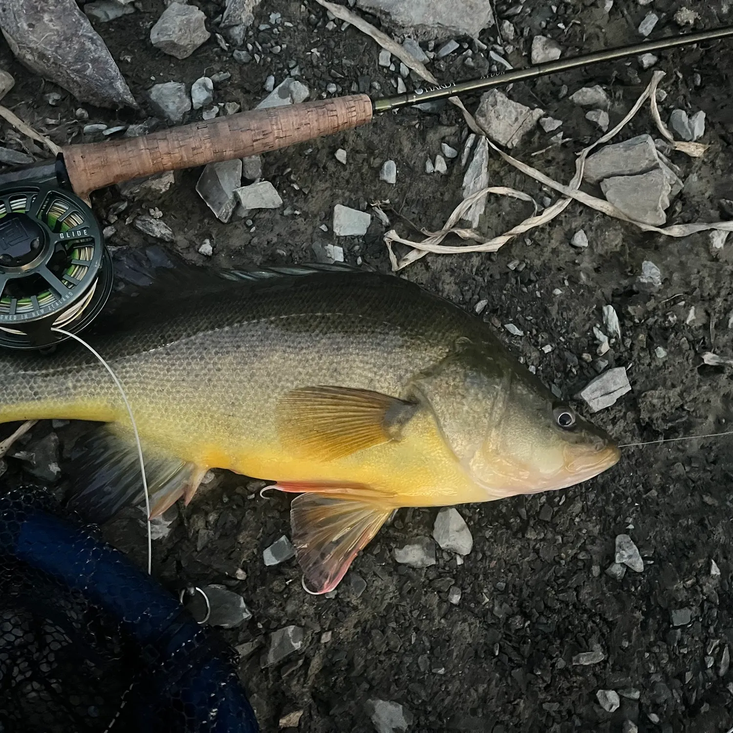 Golden perch caught on Fishbrain