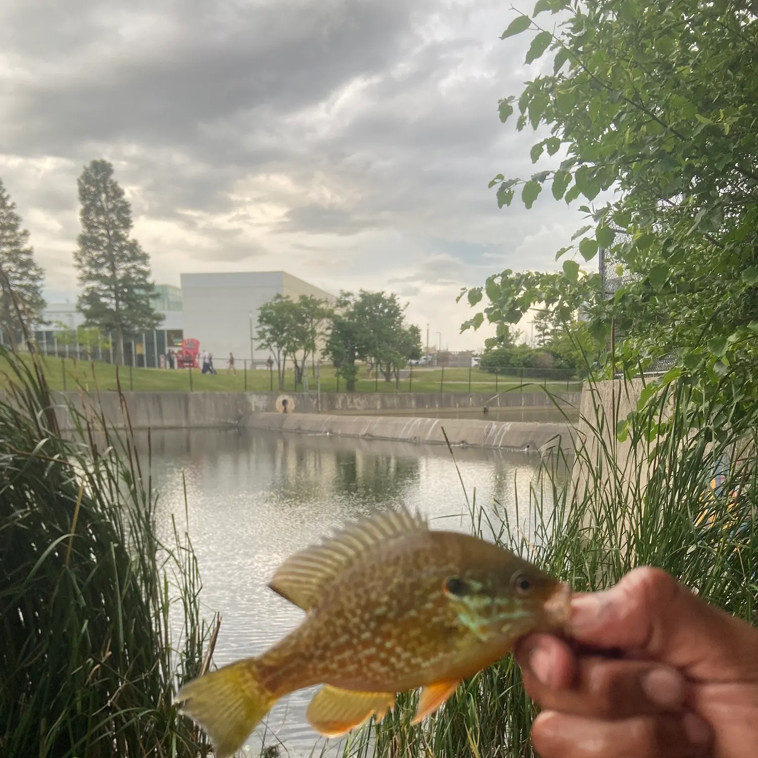 catch