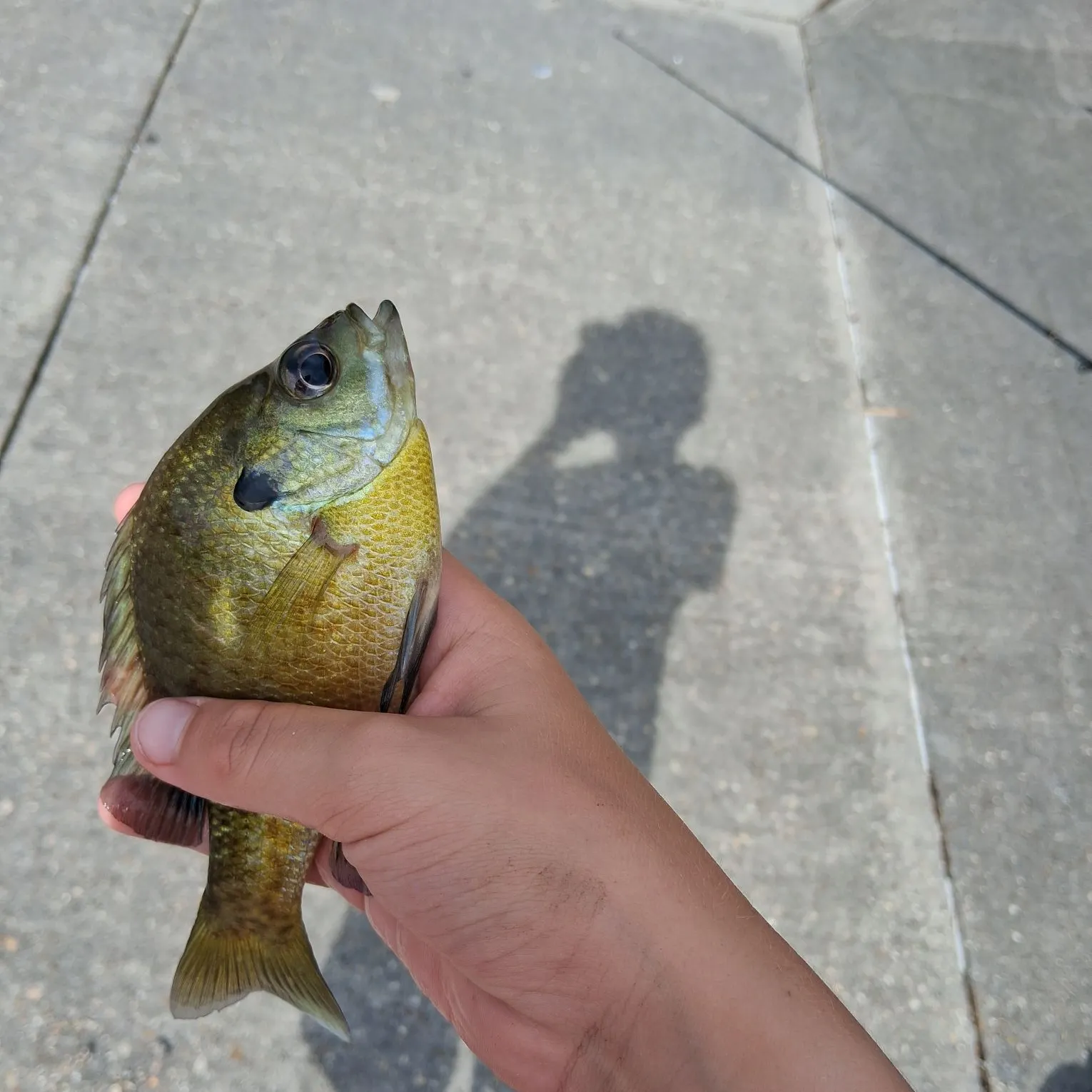 Bluegill caught on Fishbrain
