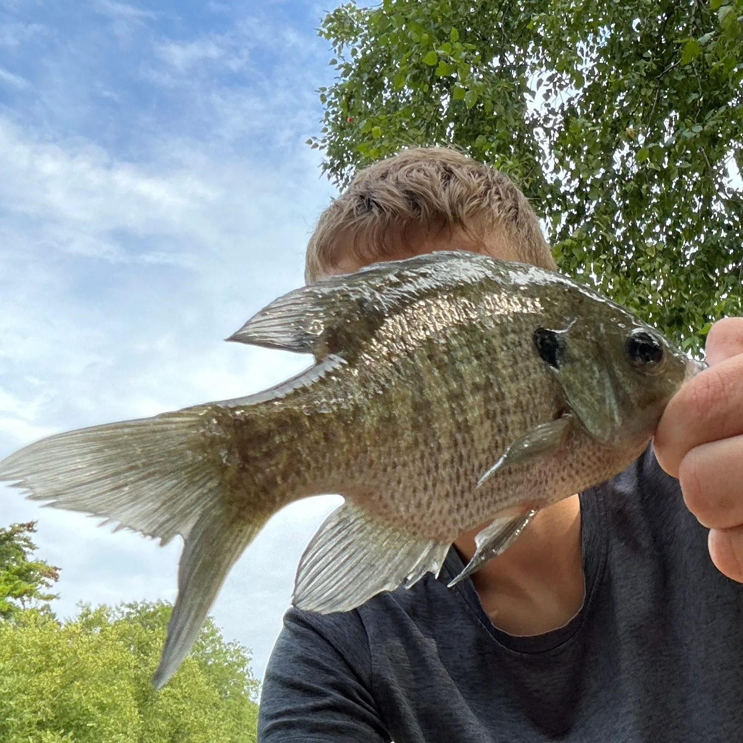 Bluegill caught on Fishbrain
