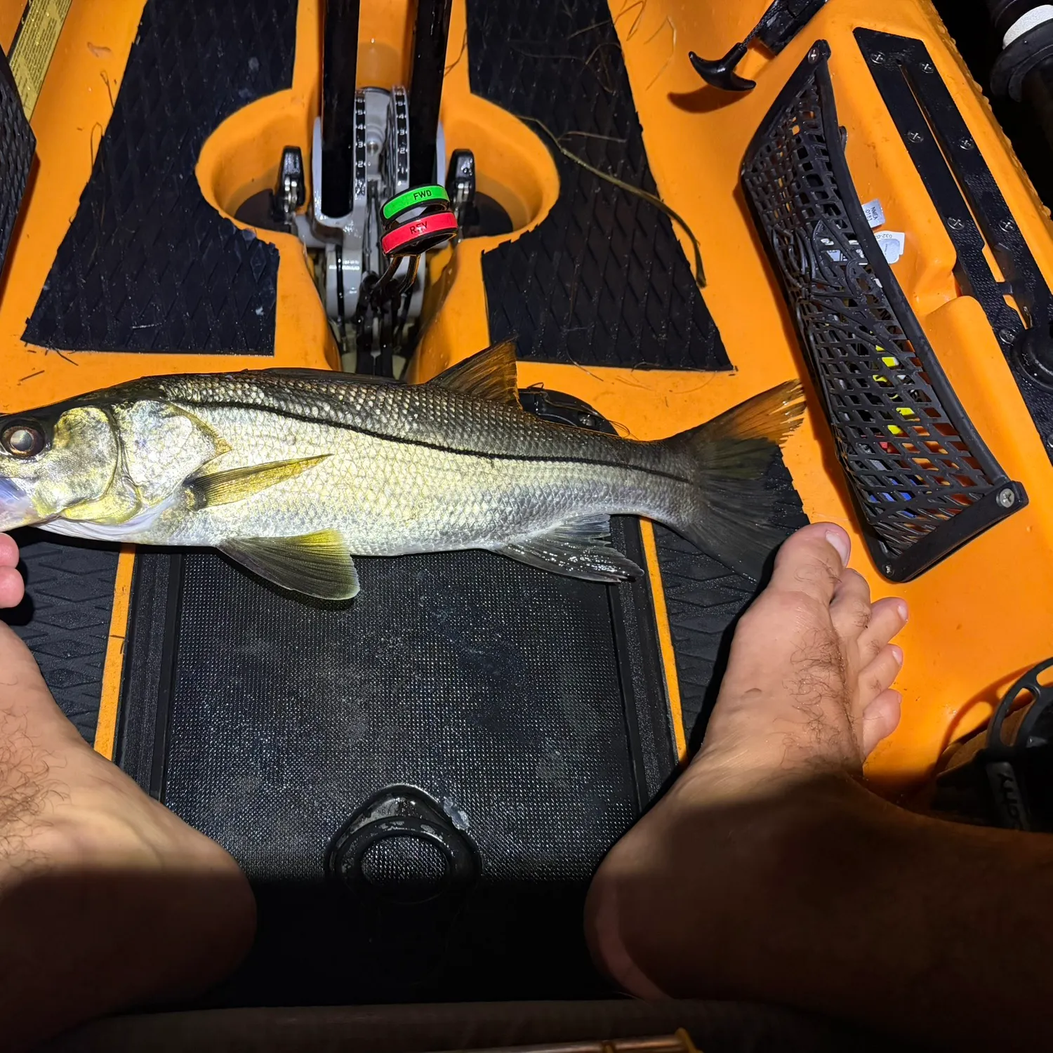 Common snook caught on Fishbrain