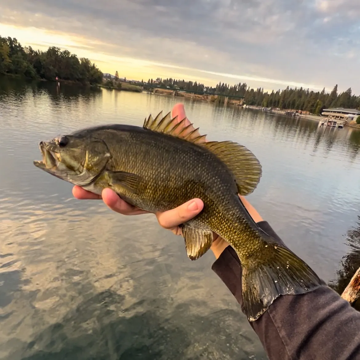 Smallmouth bass caught on Fishbrain
