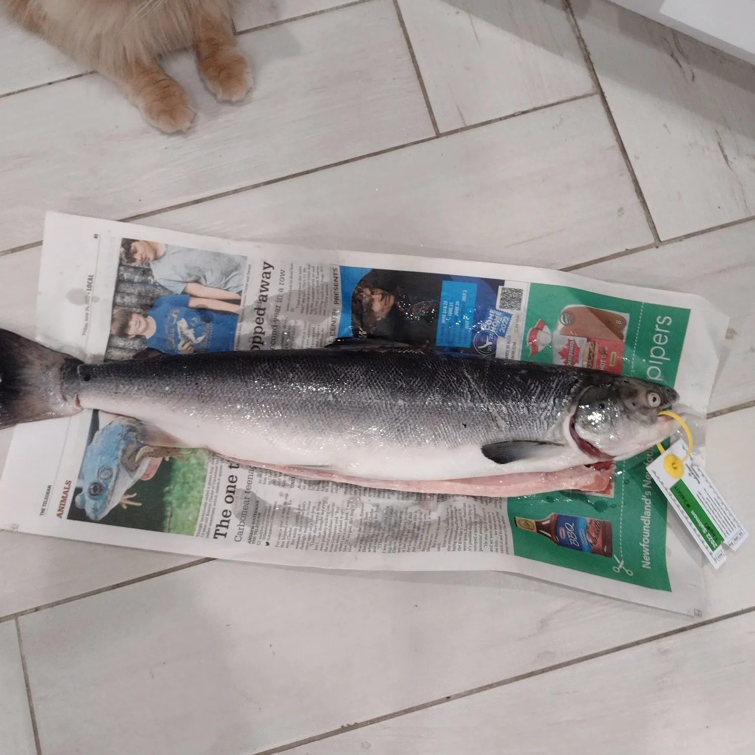 recently logged catches