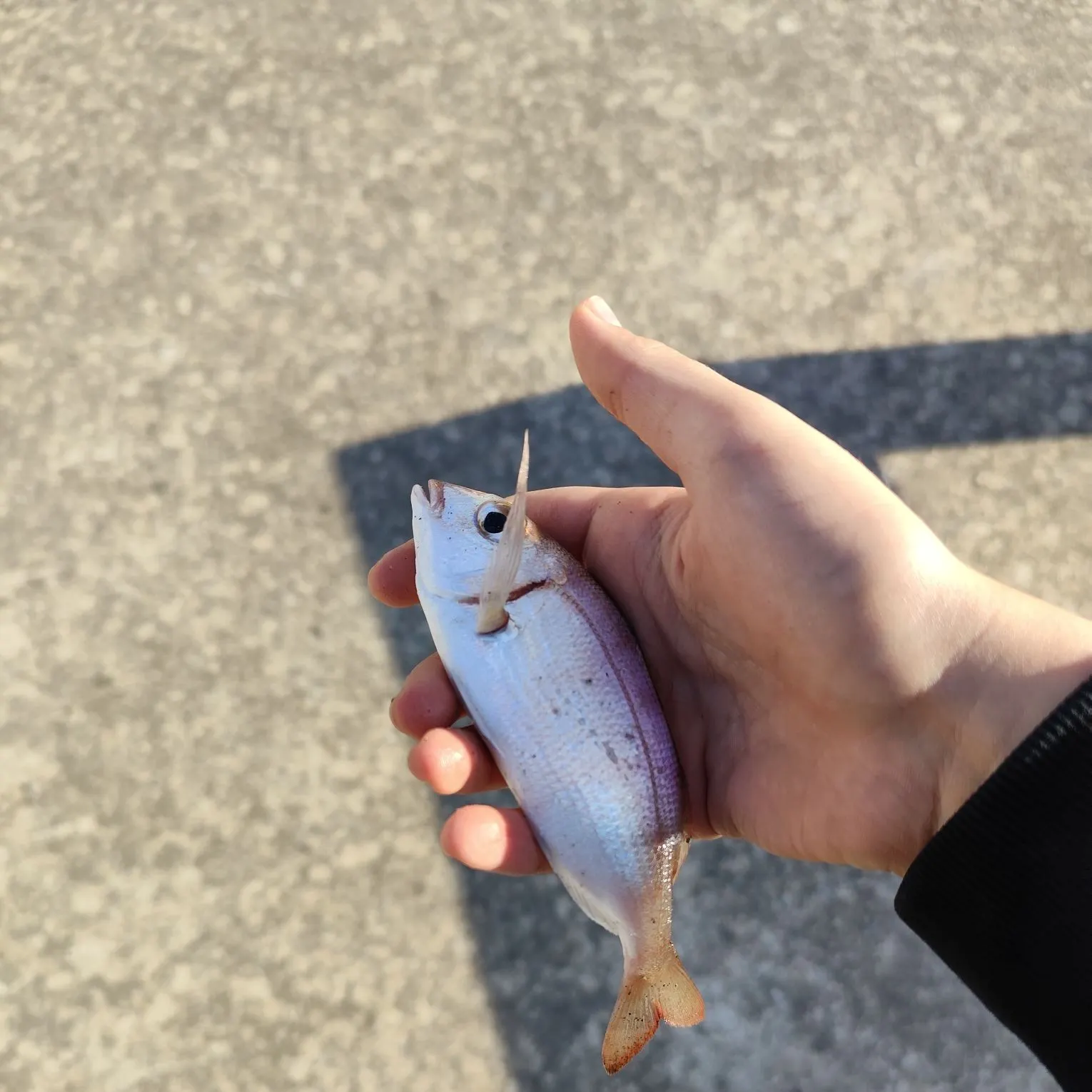 The most recent Common pandora catches on Fishbrain