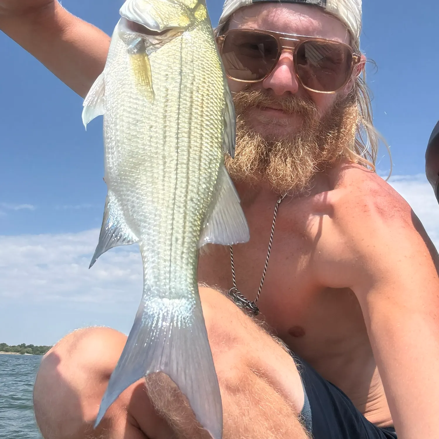 White bass caught on Fishbrain