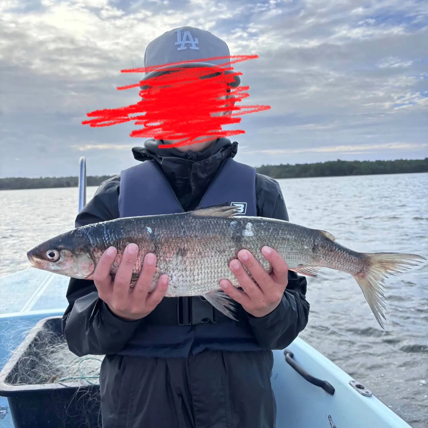 The most recent Lake whitefish catches on Fishbrain