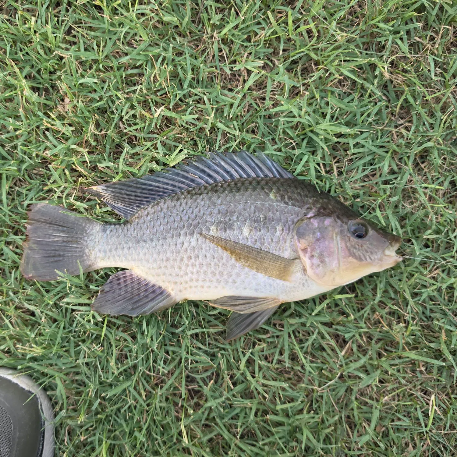 The most recent Blue tilapia catches on Fishbrain