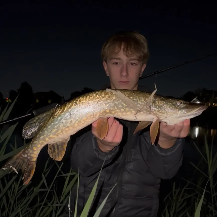 Northern pike caught on Fishbrain