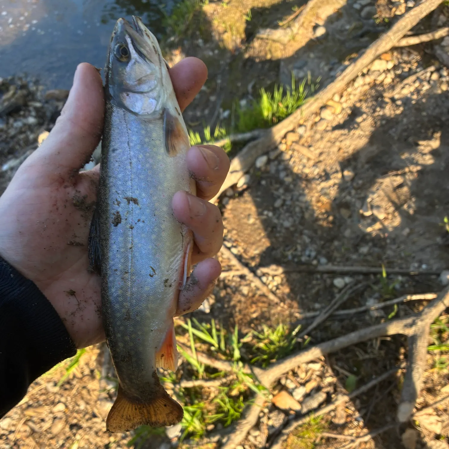 The most recent Brook trout catches on Fishbrain