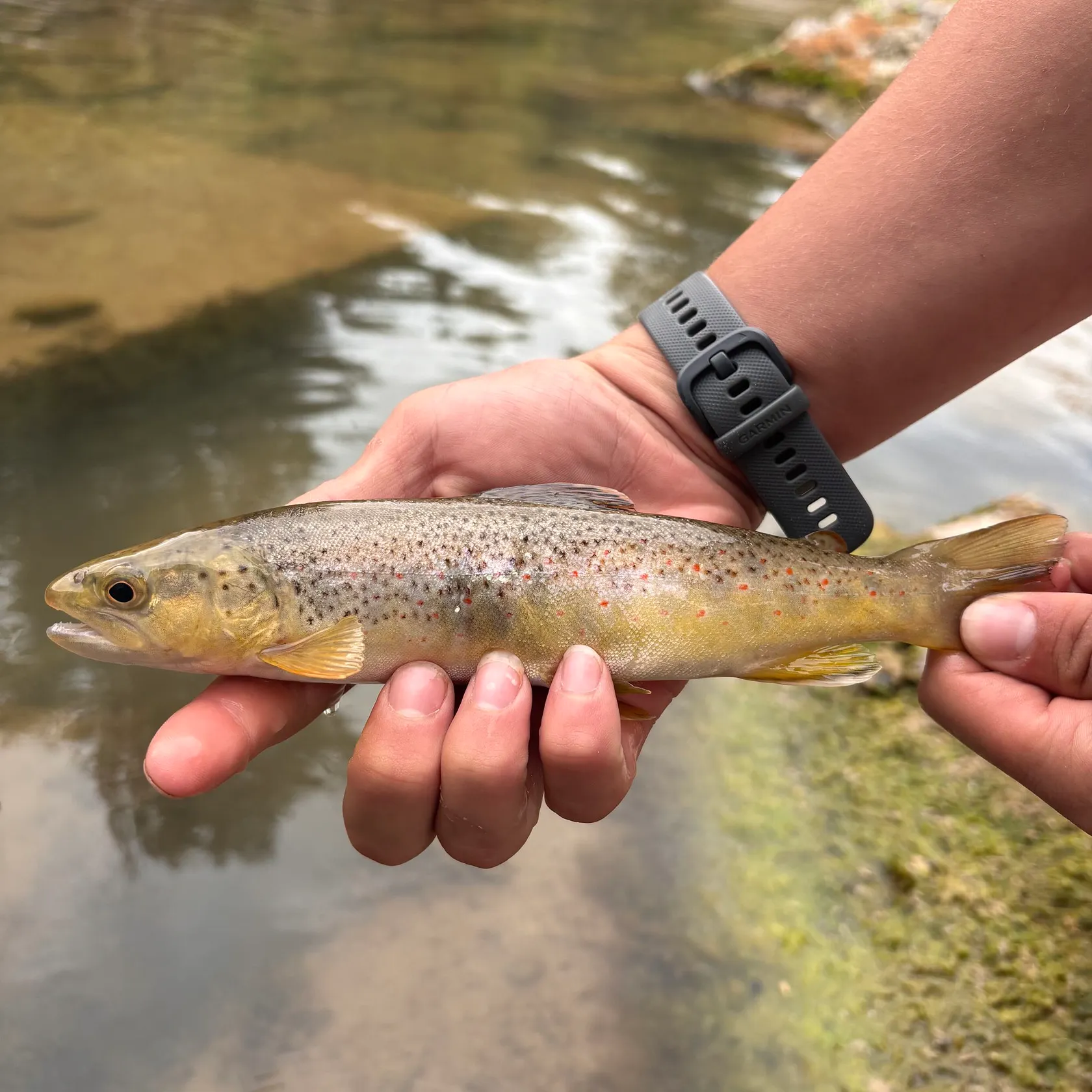 Brown trout caught on Fishbrain