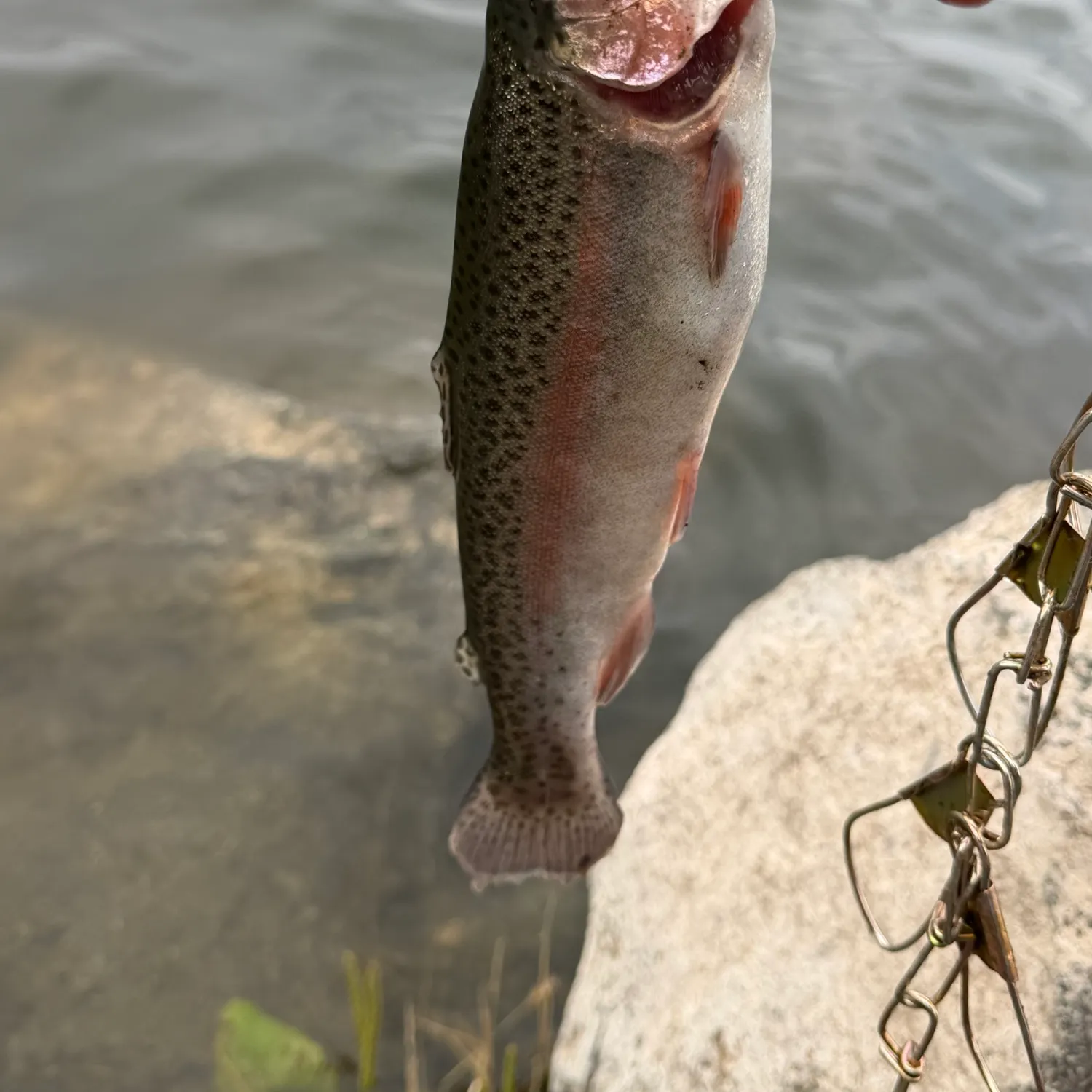 Rainbow trout caught on Fishbrain