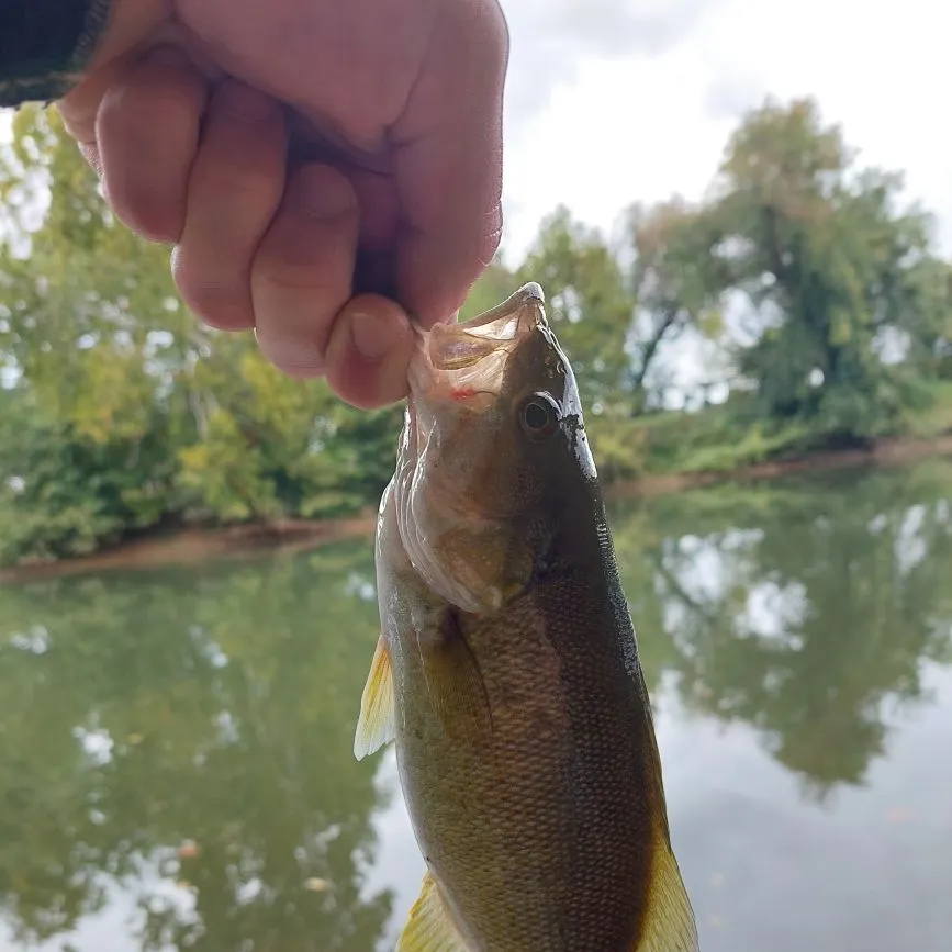 Smallmouth bass caught on Fishbrain