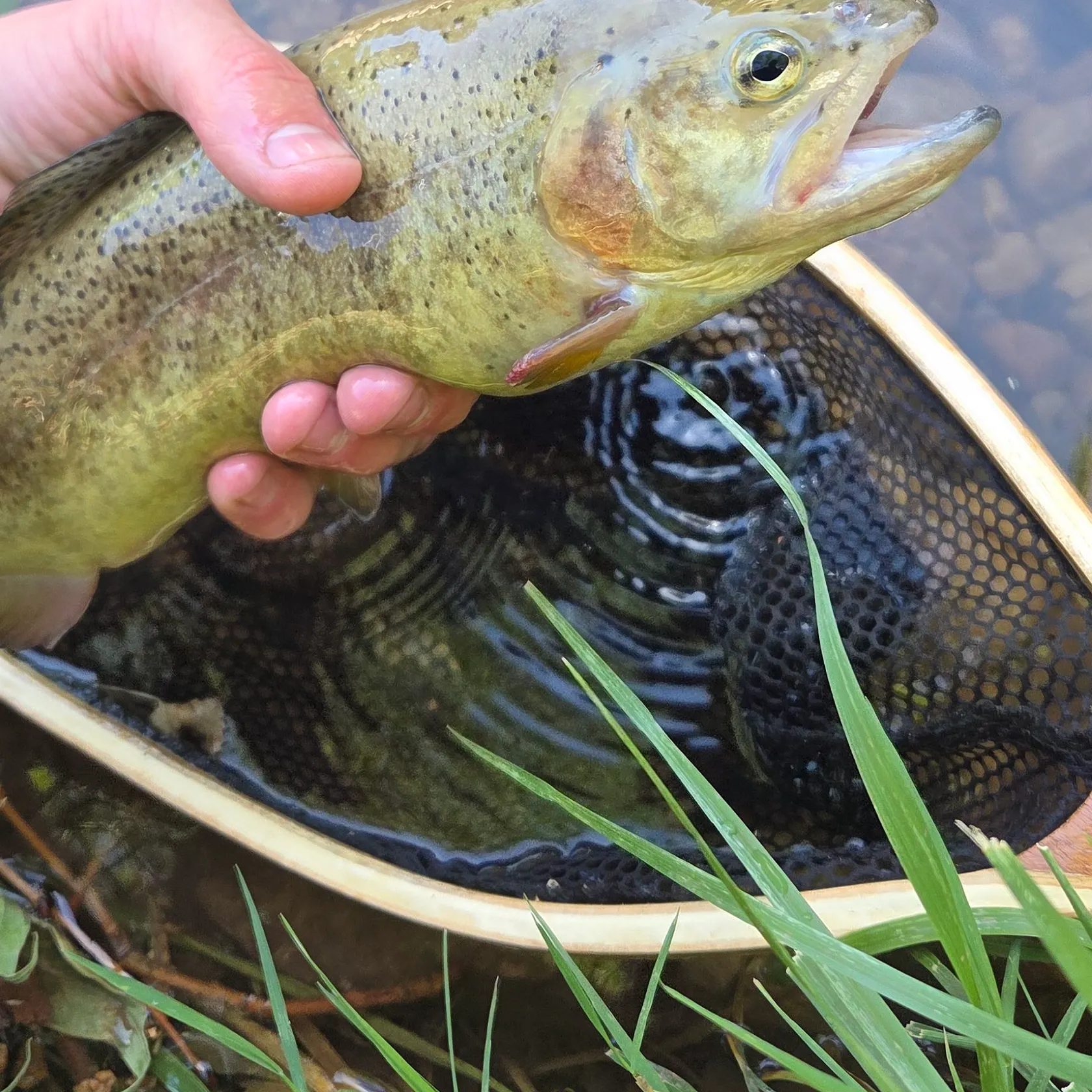 The most recent Gila trout catches on Fishbrain