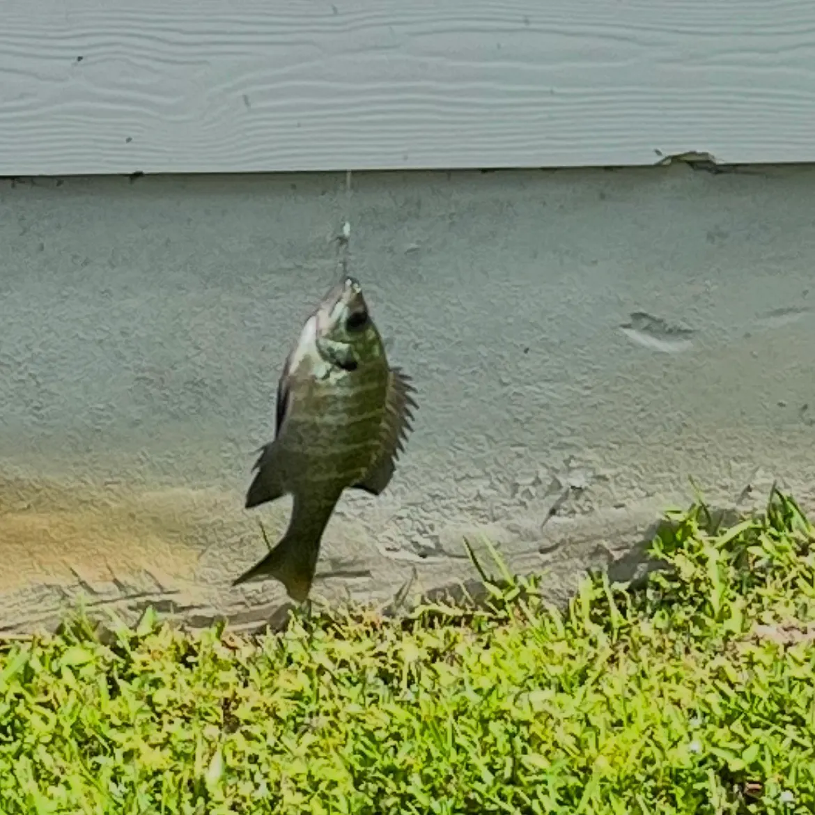 Bluegill caught on Fishbrain