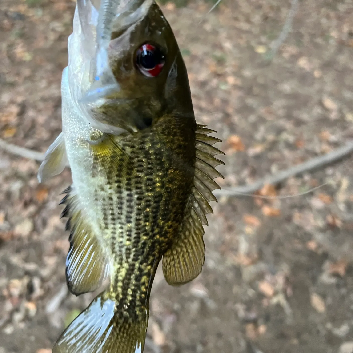Rock bass caught on Fishbrain
