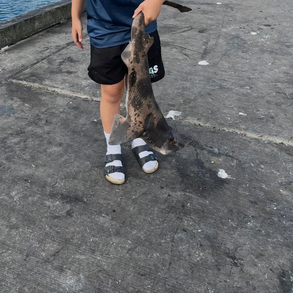 The most recent Draughtsboard shark catches on Fishbrain