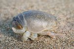 Natural baits Shellfish